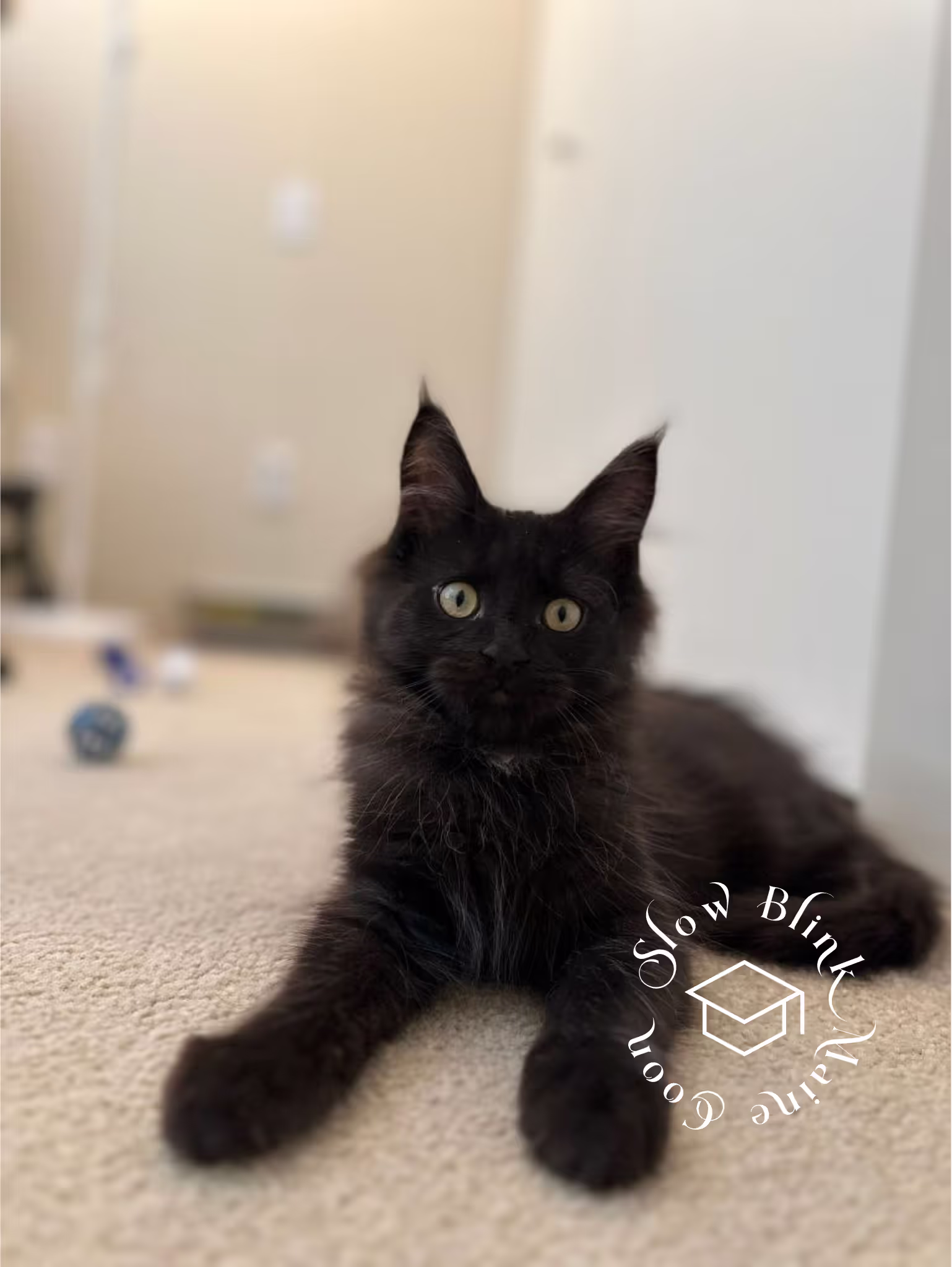 black | black solid | maine coon kitten | female | ems code mco n | taken 2024 | age 4 months old Customer Pictures of their Maine Coon Cats and Kittens who "Graduated" from SlowBlink MaineCoons > black | black solid | maine coon kitten | female | ems code mco n | taken 2024 | age 4 months old | idx08