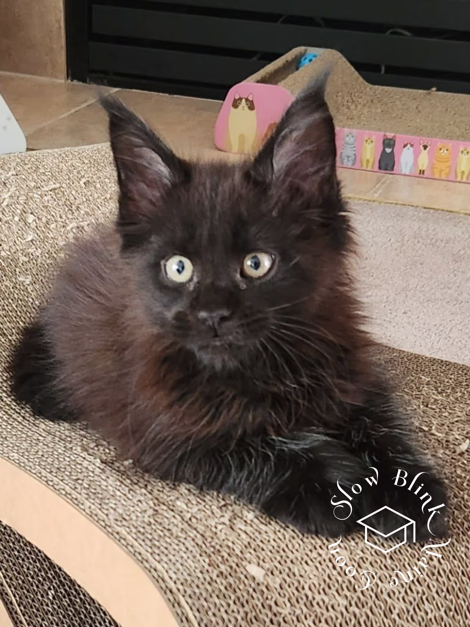black | black solid | maine coon kitten | female | ems code mco n | taken 2024 | age 4 months old Customer Pictures of their Maine Coon Cats and Kittens who "Graduated" from SlowBlink MaineCoons > black | black solid | maine coon kitten | female | ems code mco n | taken 2024 | age 4 months old | idx10