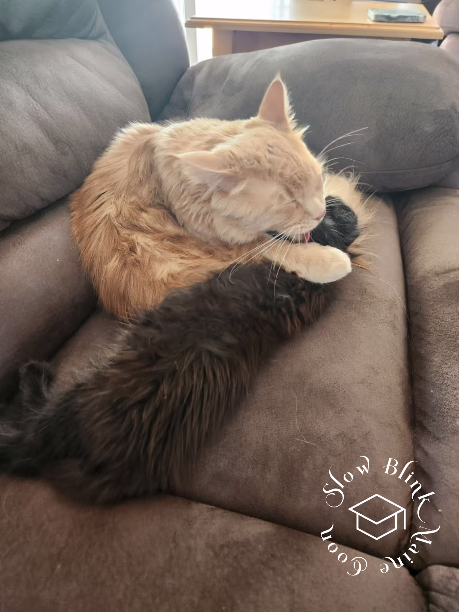black | black solid | maine coon kitten | female | ems code mco n | taken 2024 | age 4 months old Customer Pictures of their Maine Coon Cats and Kittens who "Graduated" from SlowBlink MaineCoons > black | black solid | maine coon kitten | female | ems code mco n | taken 2024 | age 4 months old | idx11