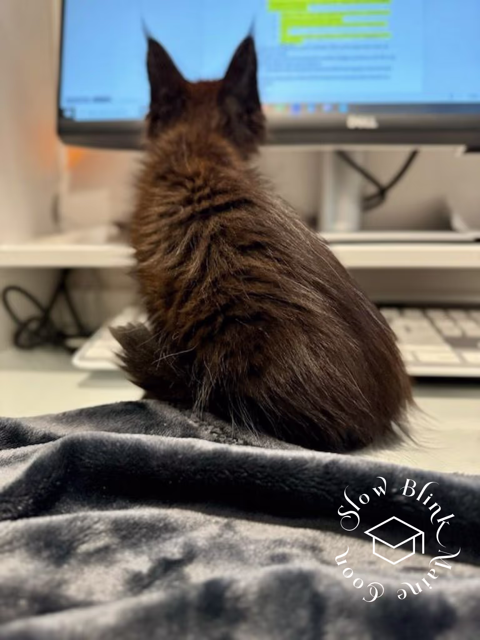 black | black solid | maine coon kitten | female | ems code mco n | taken 2024 | age 4 months old Customer Pictures of their Maine Coon Cats and Kittens who "Graduated" from SlowBlink MaineCoons > black | black solid | maine coon kitten | female | ems code mco n | taken 2024 | age 4 months old | idx12