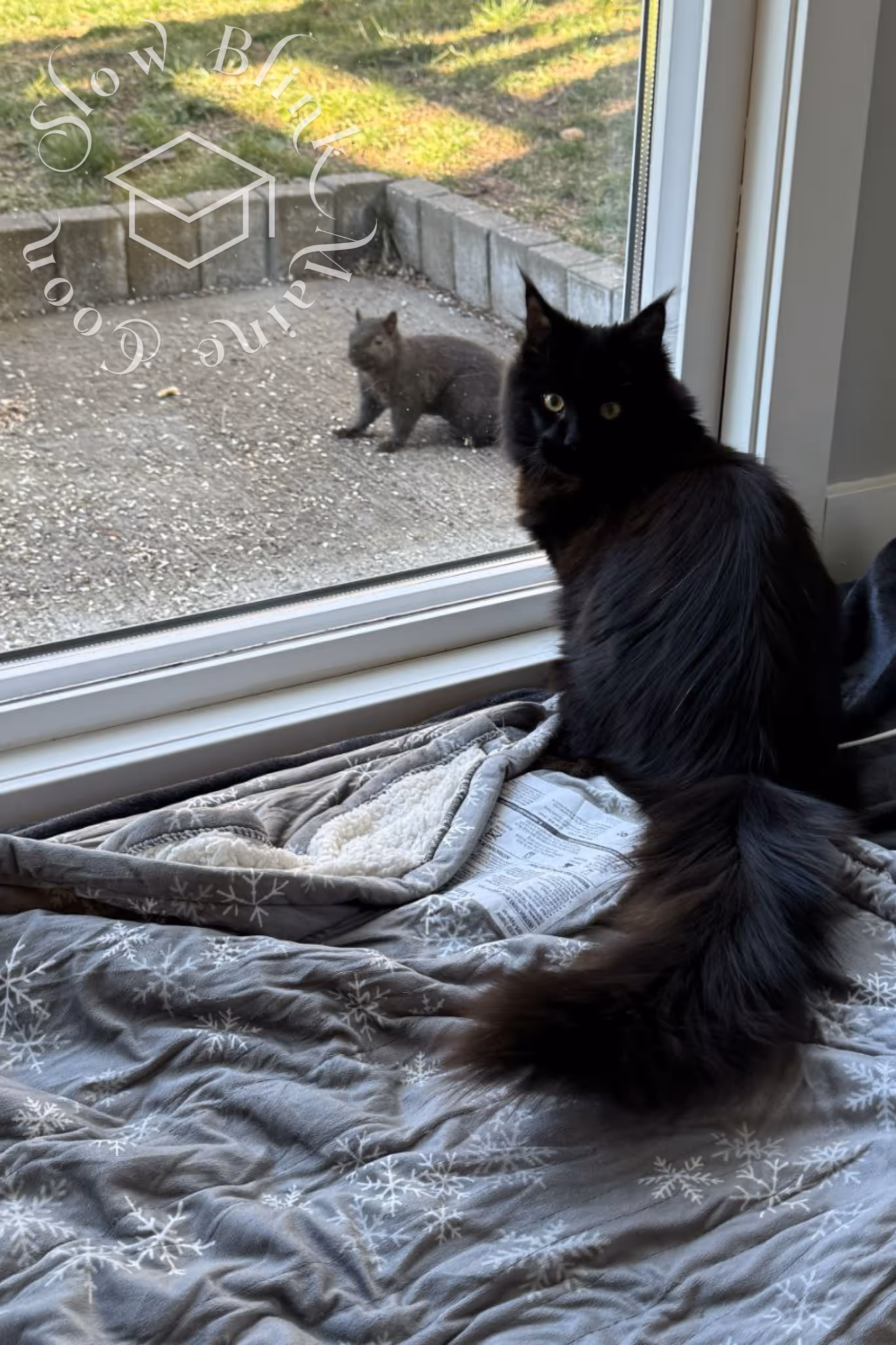 black cat | ems code mcp n | description window | standard paws | customer | taken mar 2025 | female Customer Pictures of their Maine Coon Cats and Kittens who "Graduated" from SlowBlink MaineCoons > black cat | ems code mcp n | description window | standard paws | customer | taken mar 2025 | female | idx 1