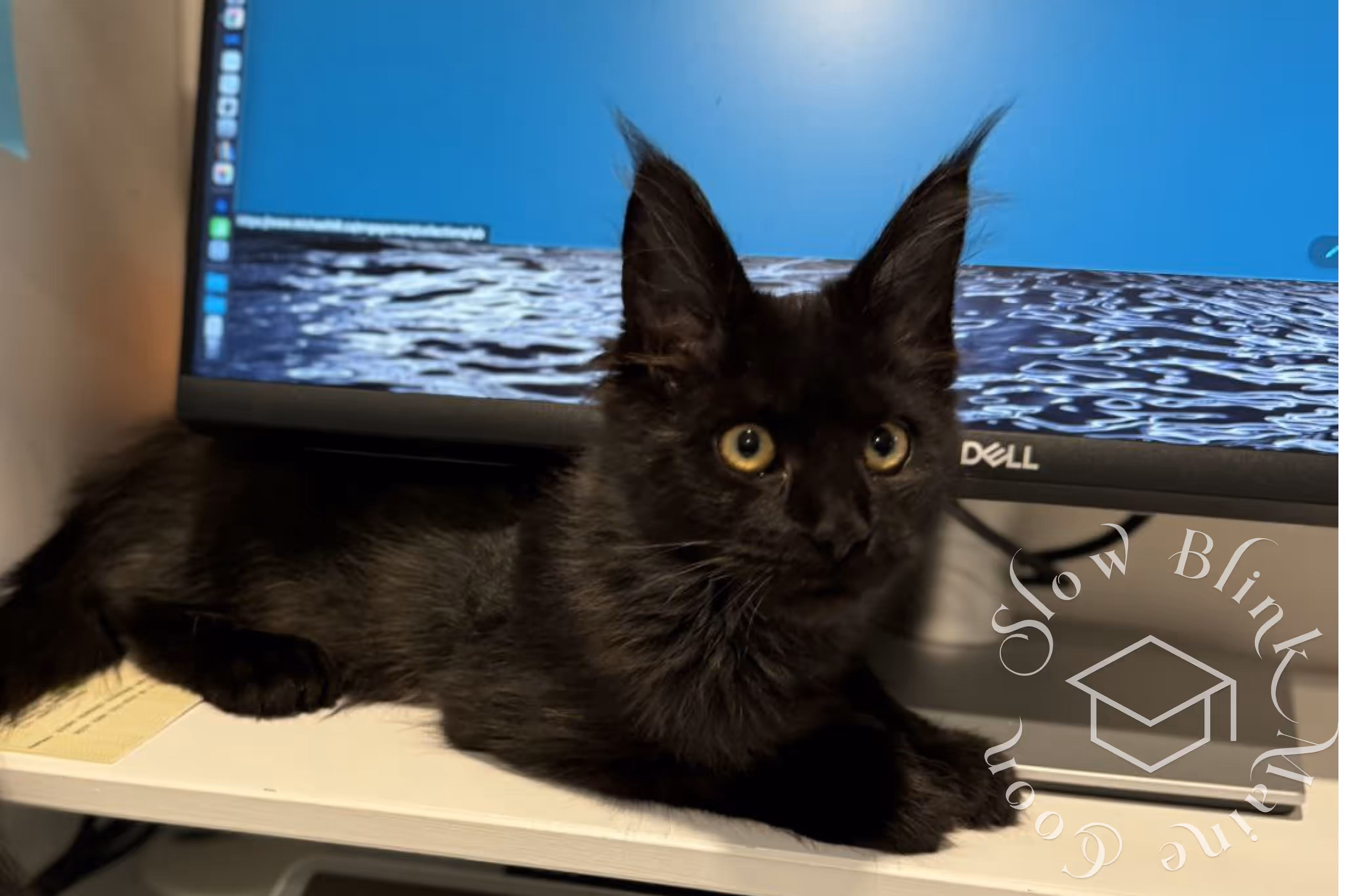 black cat | ems code mcp n | standard paws | customer | taken mar 2025 | female | wide Customer Pictures of their Maine Coon Cats and Kittens who "Graduated" from SlowBlink MaineCoons > black cat | ems code mcp n | standard paws | customer | taken mar 2025 | female | wide | idx 7