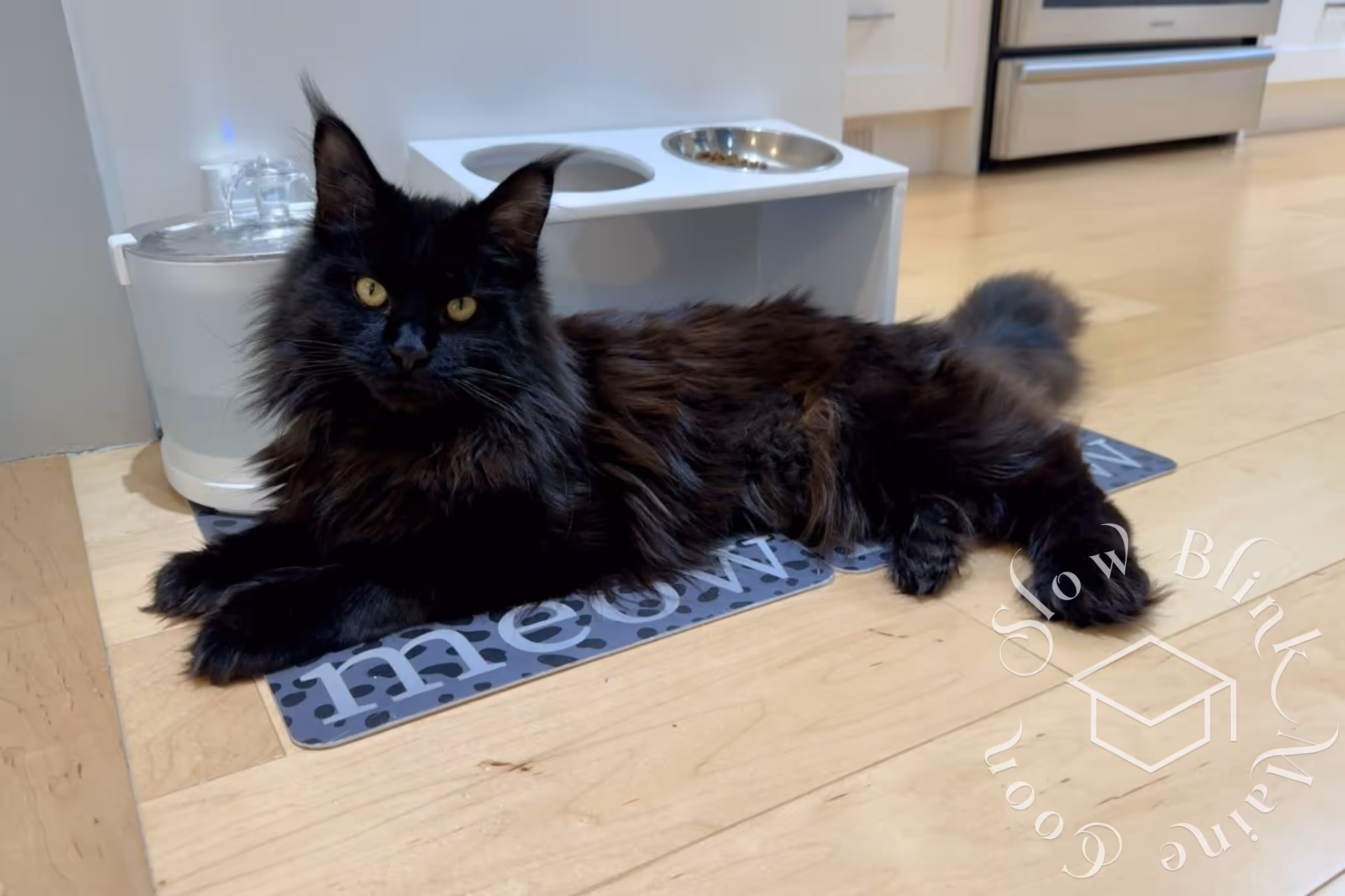 black cat | ems code mcp n | standard paws | customer | taken mar 2025 | female | wide Customer Pictures of their Maine Coon Cats and Kittens who "Graduated" from SlowBlink MaineCoons > black cat | ems code mcp n | standard paws | customer | taken mar 2025 | female | wide | idx 8
