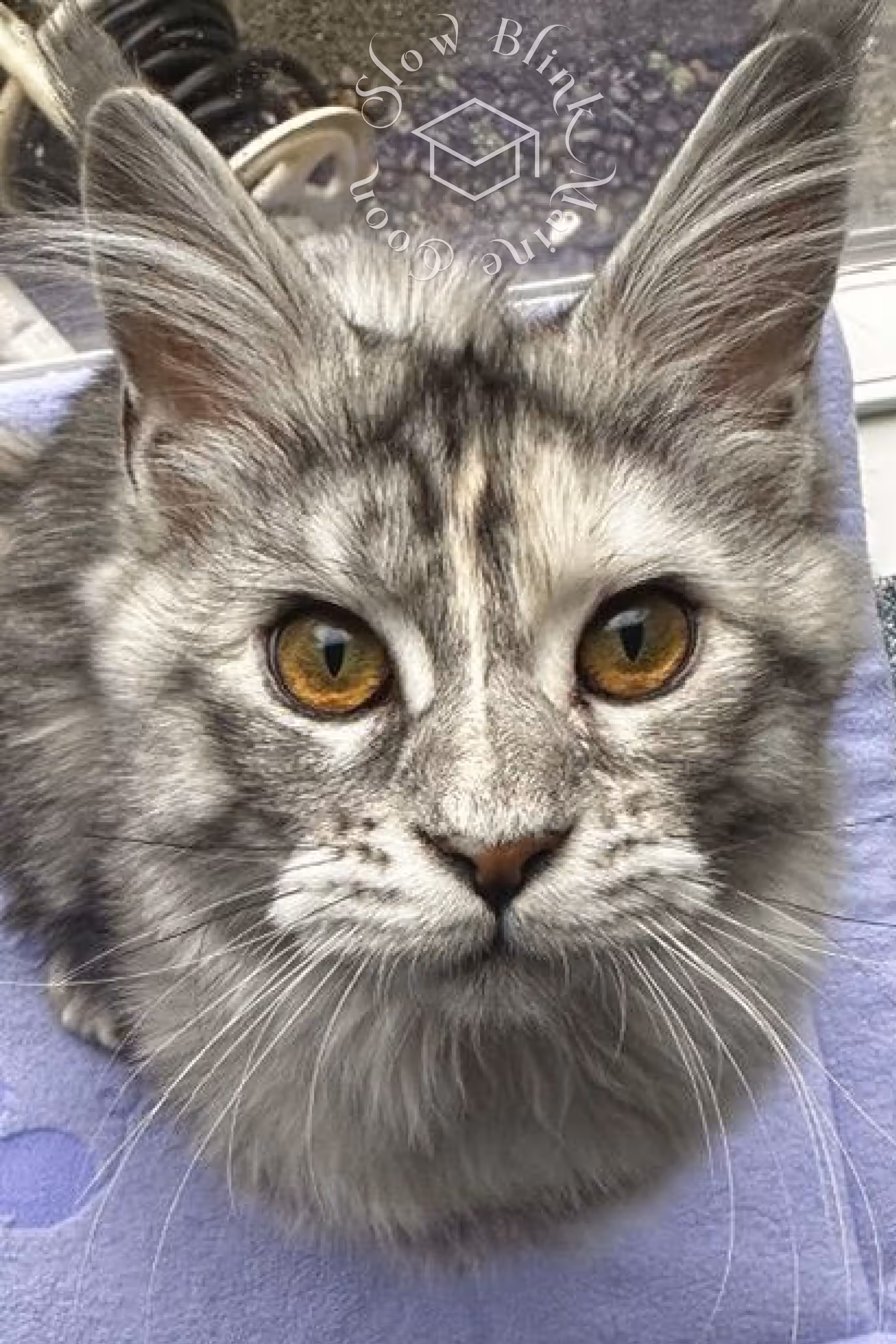 black high silver tortie maine coon | ems code mcp ns 25 | female | poly | taken mar 2025 | description looking at camera Customer Pictures of their Maine Coon Cats and Kittens who "Graduated" from SlowBlink MaineCoons > black high silver tortie maine coon | ems code mcp ns 25 | female | poly | taken mar 2025 | description looking at camera | idx 1