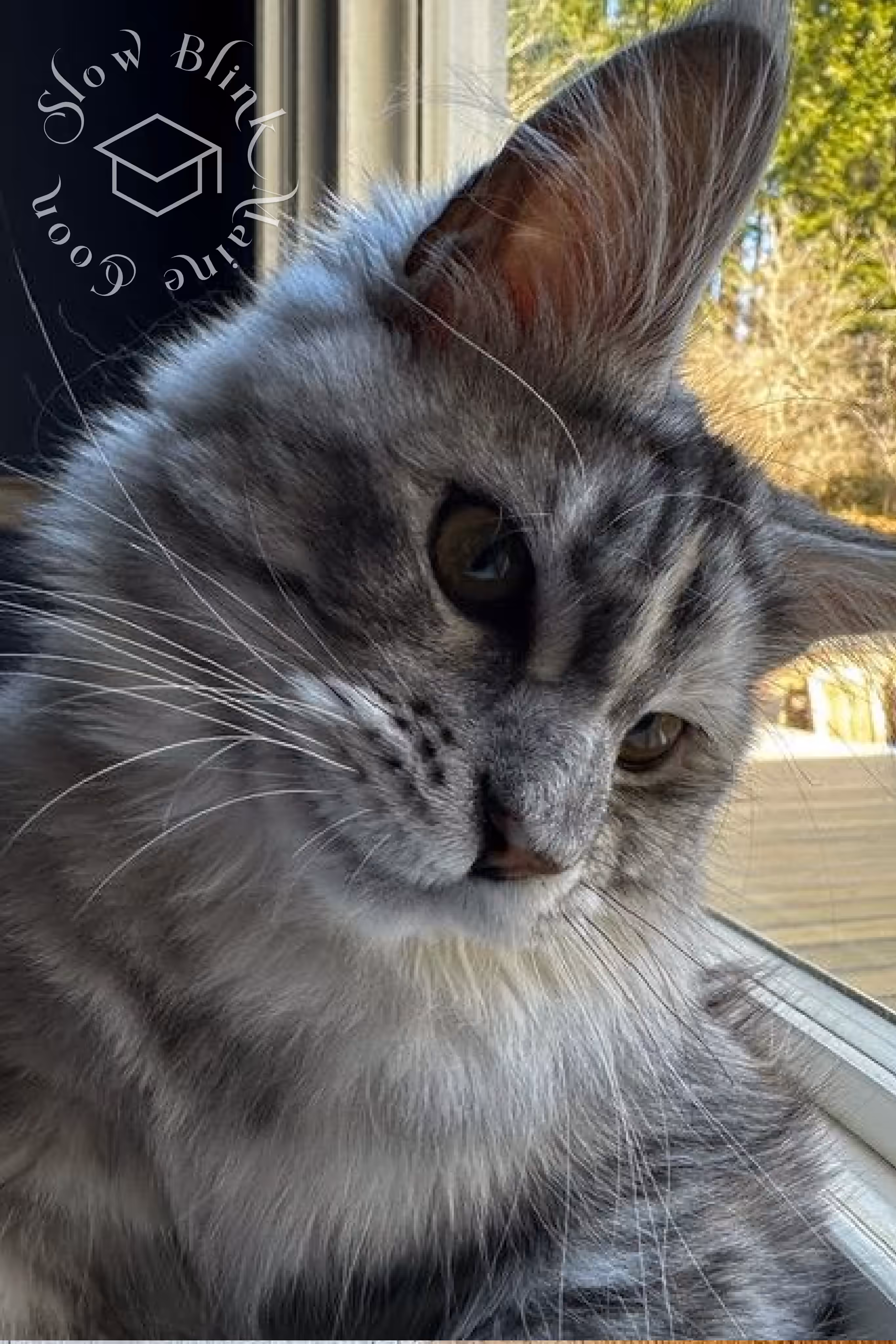 black high silver tortie maine coon | ems code mcp ns 25 | female | poly | taken mar 2025 | description looking out window Customer Pictures of their Maine Coon Cats and Kittens who "Graduated" from SlowBlink MaineCoons > black high silver tortie maine coon | ems code mcp ns 25 | female | poly | taken mar 2025 | description looking out window | idx 4