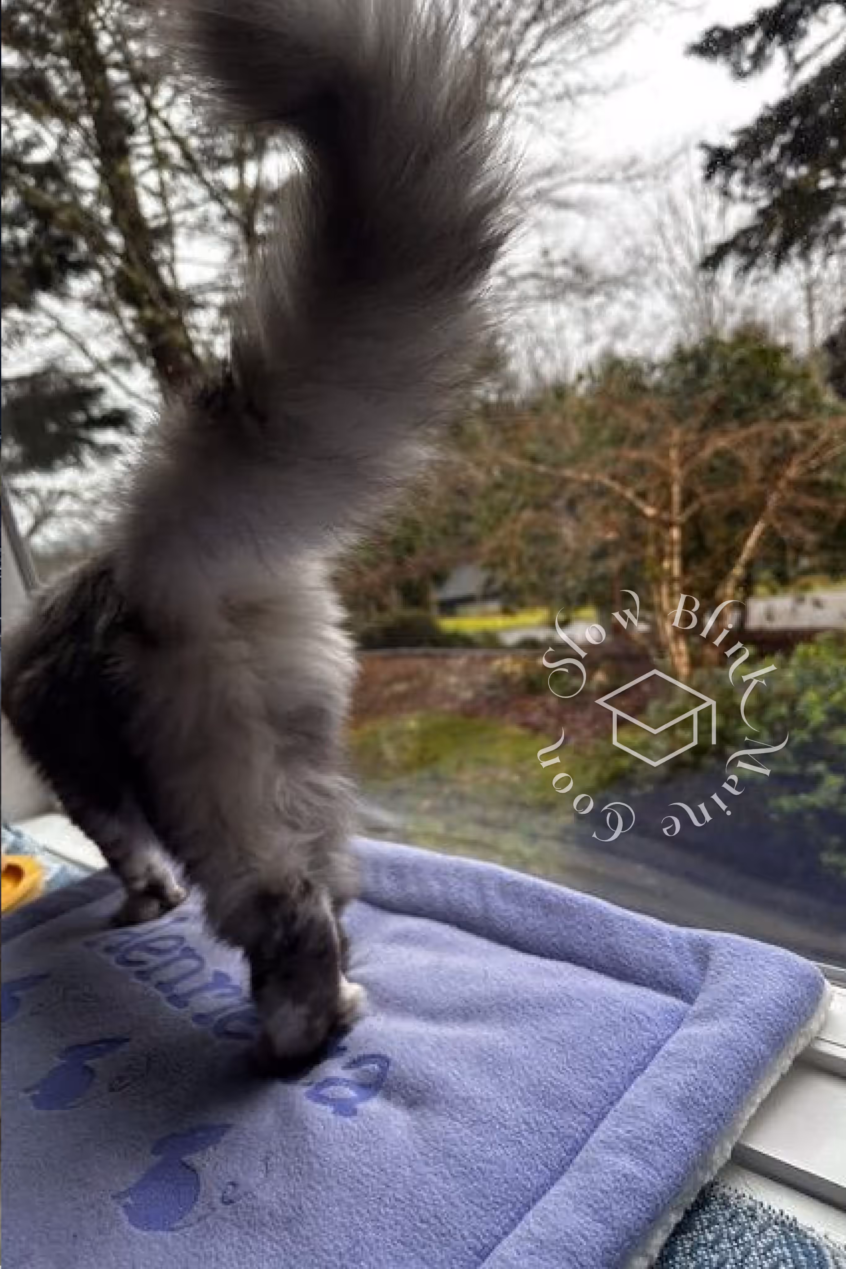 black high silver tortie maine coon | ems code mcp ns 25 | female | poly | taken mar 2025 | description tail leash walk Customer Pictures of their Maine Coon Cats and Kittens who "Graduated" from SlowBlink MaineCoons > black high silver tortie maine coon | ems code mcp ns 25 | female | poly | taken mar 2025 | description tail leash walk | idx 5
