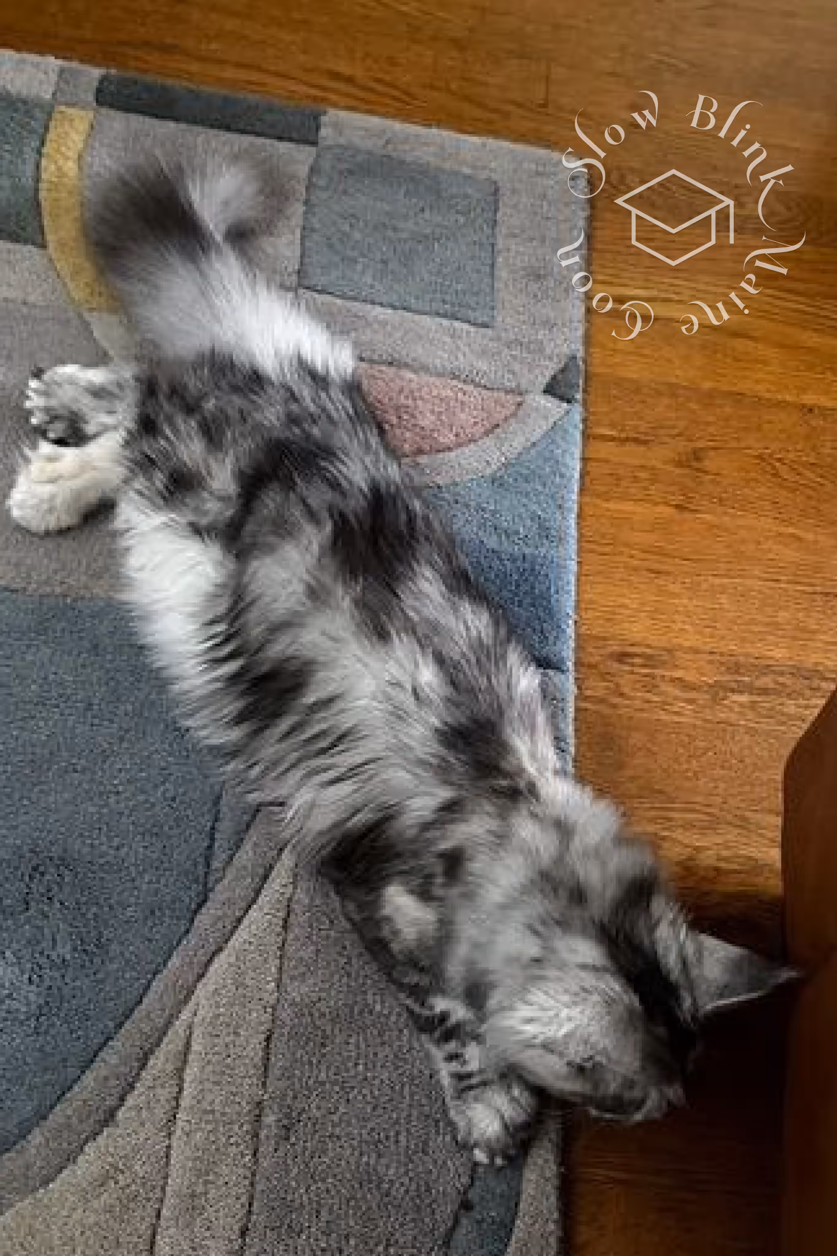 black high silver tortie maine coon | ems code mcp ns 25 | female | poly | taken mar 2025 | description top down back view Customer Pictures of their Maine Coon Cats and Kittens who "Graduated" from SlowBlink MaineCoons > black high silver tortie maine coon | ems code mcp ns 25 | female | poly | taken mar 2025 | description top down back view | idx 7
