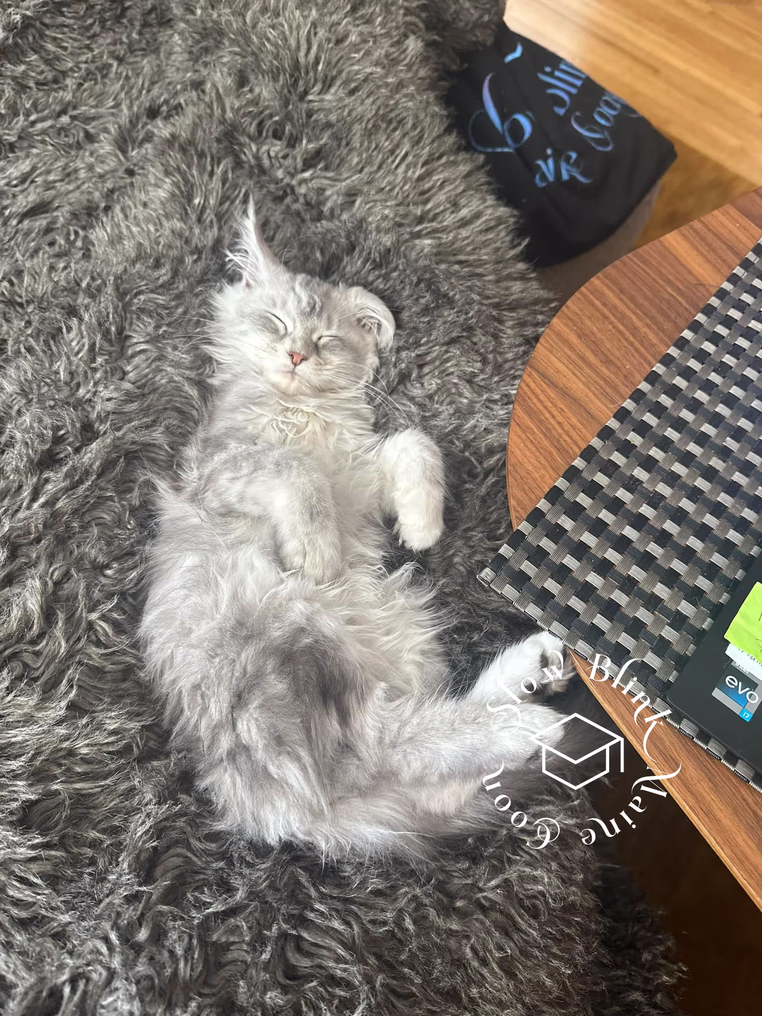 black silver tabby | maine coon klitten | female | ems code mco ns 22 | taken 2024 | age 5 months Customer Pictures of their Maine Coon Cats and Kittens who "Graduated" from SlowBlink MaineCoons > black silver tabby | maine coon klitten | female | ems code mco ns 22 | taken 2024 | age 5 months | 01