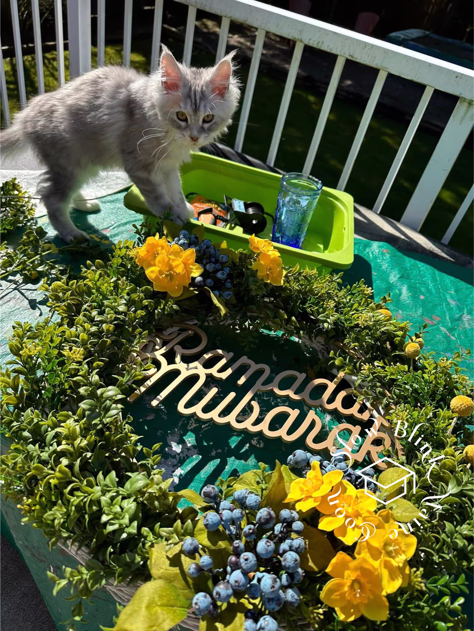 black silver tabby | maine coon klitten | female | ems code mco ns 22 | taken 2024 | age 5 months Customer Pictures of their Maine Coon Cats and Kittens who "Graduated" from SlowBlink MaineCoons > black silver tabby | maine coon klitten | female | ems code mco ns 22 | taken 2024 | age 5 months | 02