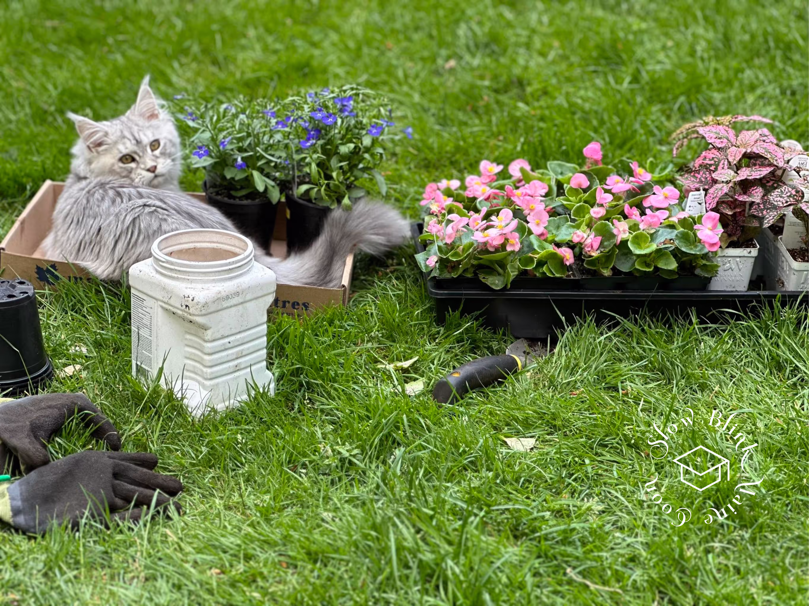 black silver tabby | maine coon klitten | female | ems code mco ns 22 | taken 2024 | age 5 months Customer Pictures of their Maine Coon Cats and Kittens who "Graduated" from SlowBlink MaineCoons > black silver tabby | maine coon klitten | female | ems code mco ns 22 | taken 2024 | age 5 months | 03