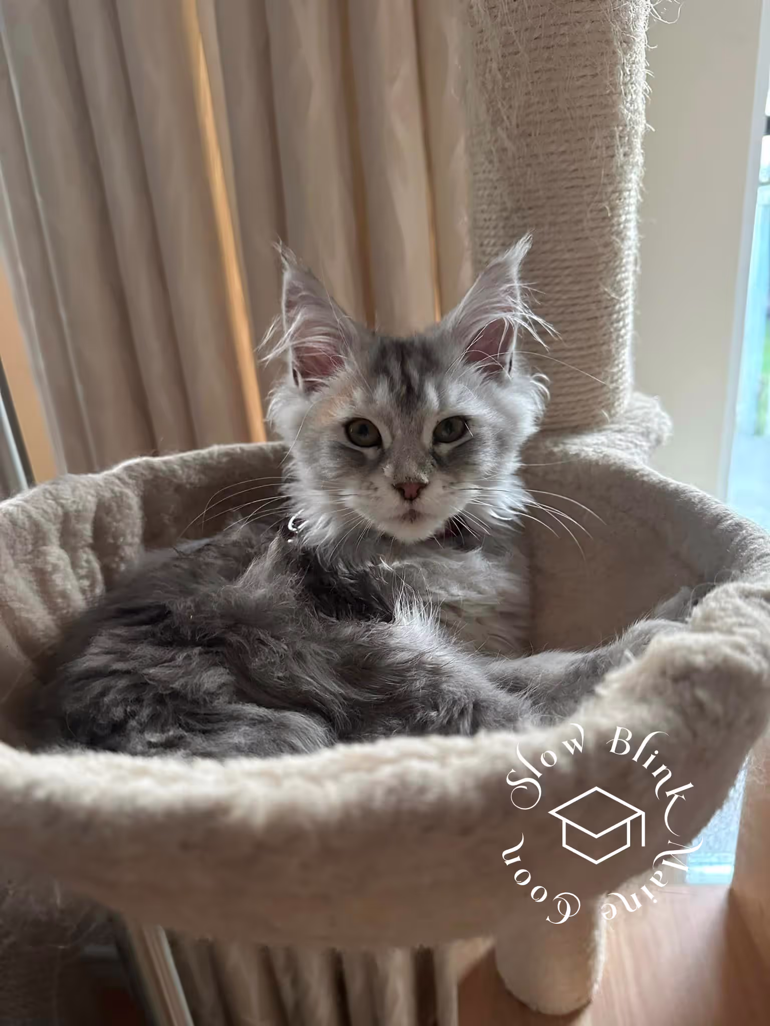 black silver tabby | maine coon klitten | female | ems code mco ns 22 | taken 2024 | age 5 months Customer Pictures of their Maine Coon Cats and Kittens who "Graduated" from SlowBlink MaineCoons > black silver tabby | maine coon klitten | female | ems code mco ns 22 | taken 2024 | age 5 months | 04