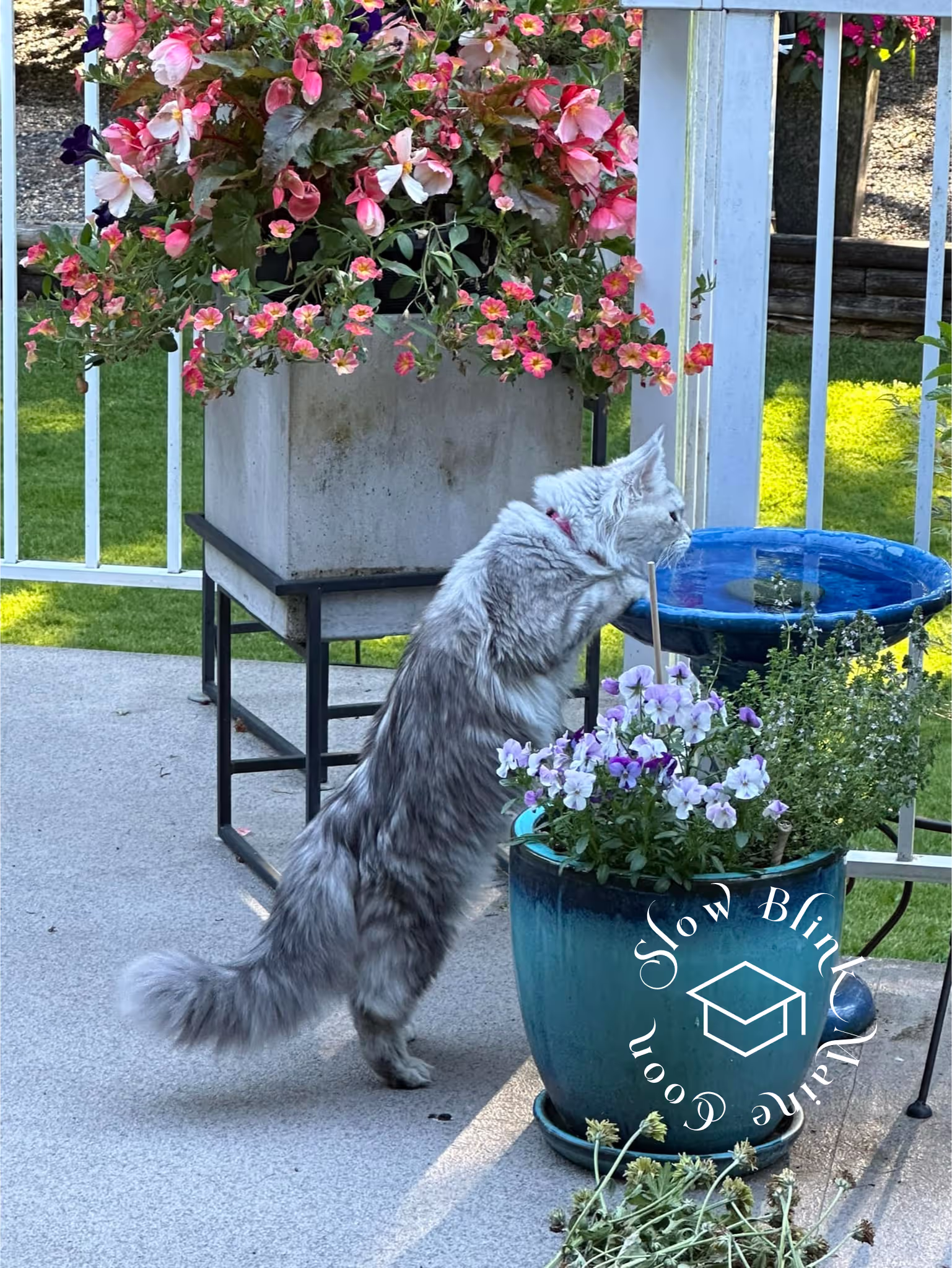 black silver tabby | maine coon klitten | female | ems code mco ns 22 | taken 2024 | age 5 months Customer Pictures of their Maine Coon Cats and Kittens who "Graduated" from SlowBlink MaineCoons > black silver tabby | maine coon klitten | female | ems code mco ns 22 | taken 2024 | age 5 months | 05