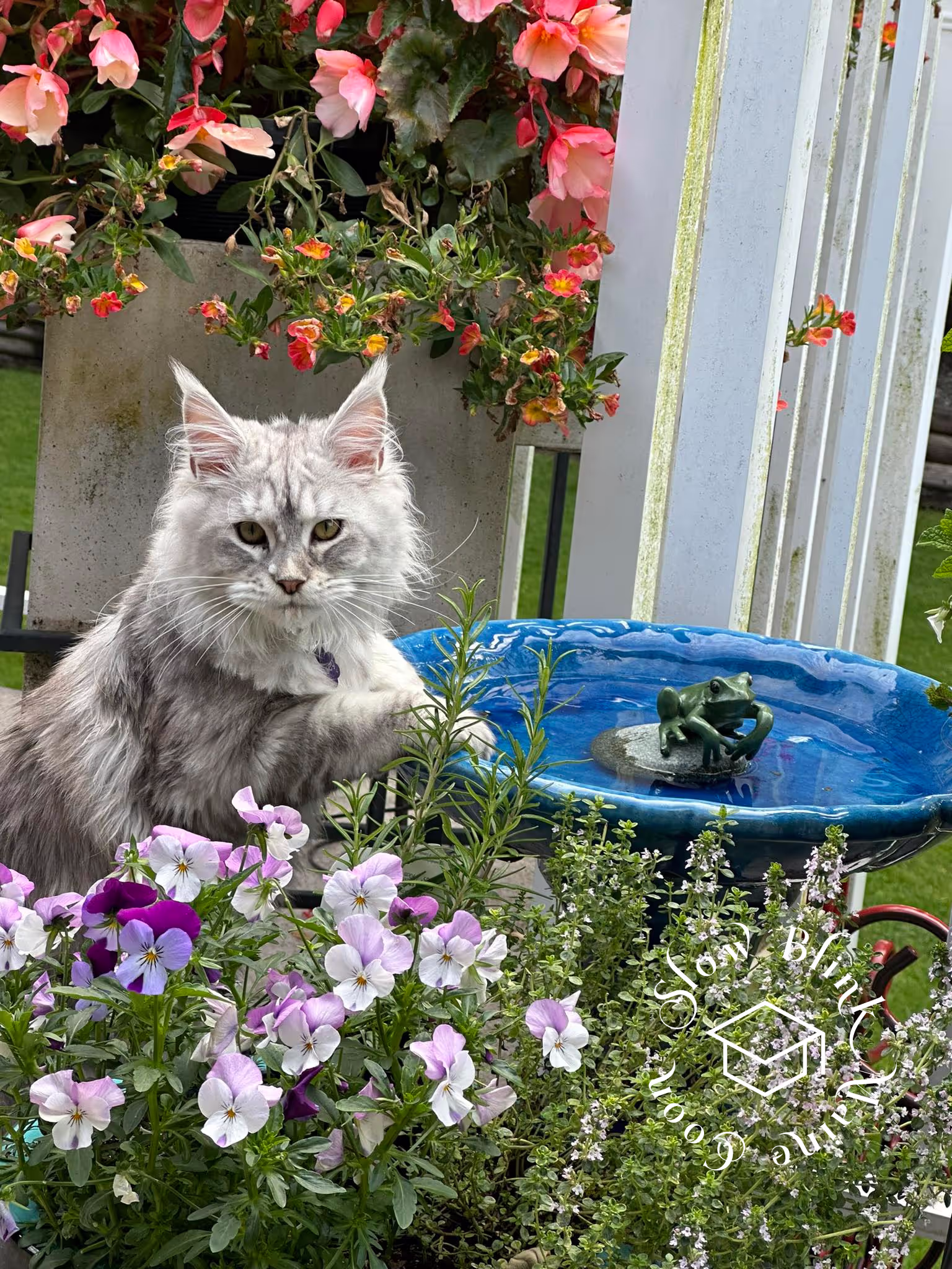 black silver tabby | maine coon klitten | female | ems code mco ns 22 | taken 2024 | age 5 months Customer Pictures of their Maine Coon Cats and Kittens who "Graduated" from SlowBlink MaineCoons > black silver tabby | maine coon klitten | female | ems code mco ns 22 | taken 2024 | age 5 months | 07