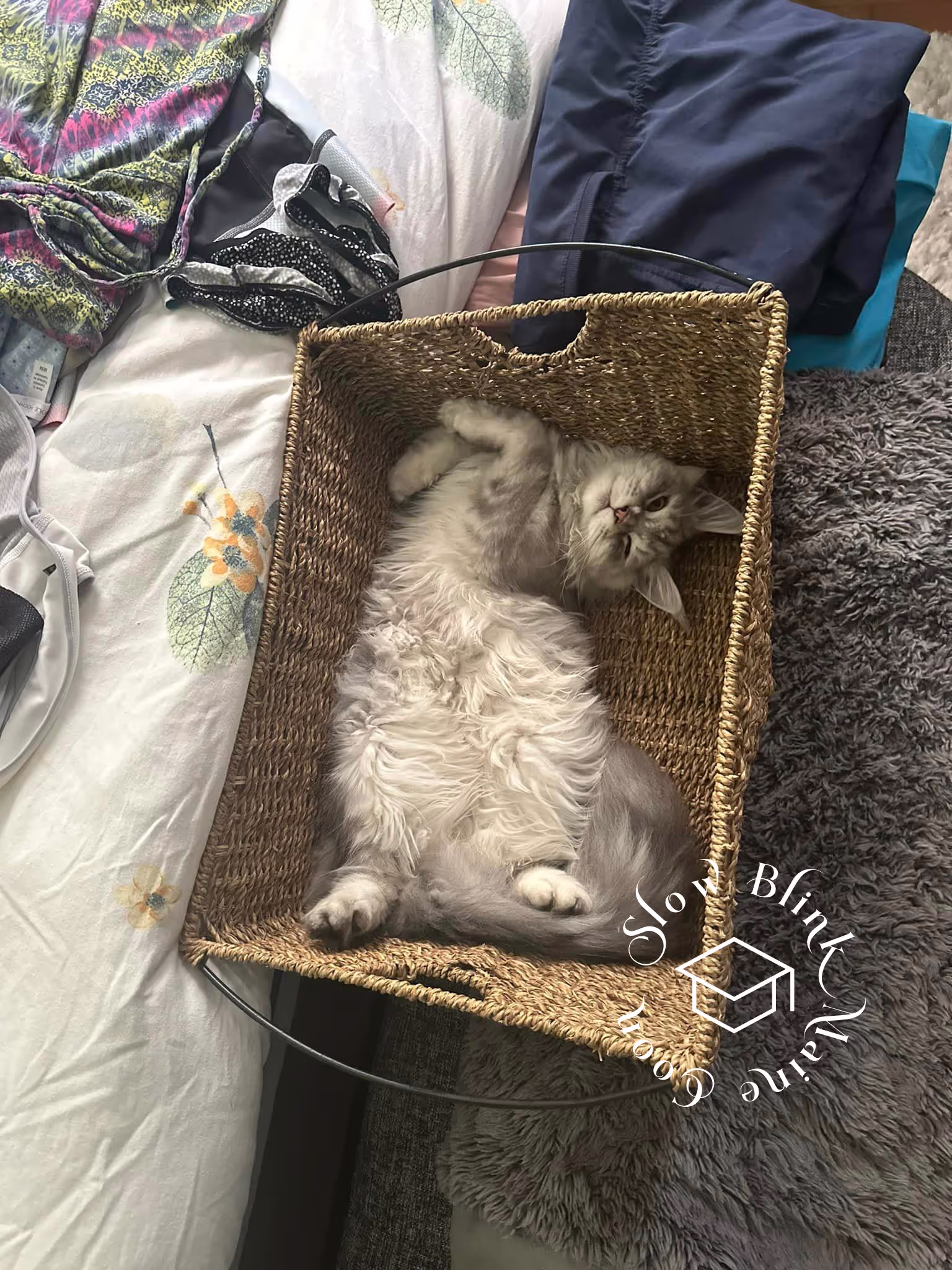 black silver tabby | maine coon klitten | female | ems code mco ns 22 | taken 2024 | age 5 months Customer Pictures of their Maine Coon Cats and Kittens who "Graduated" from SlowBlink MaineCoons > black silver tabby | maine coon klitten | female | ems code mco ns 22 | taken 2024 | age 5 months | 08