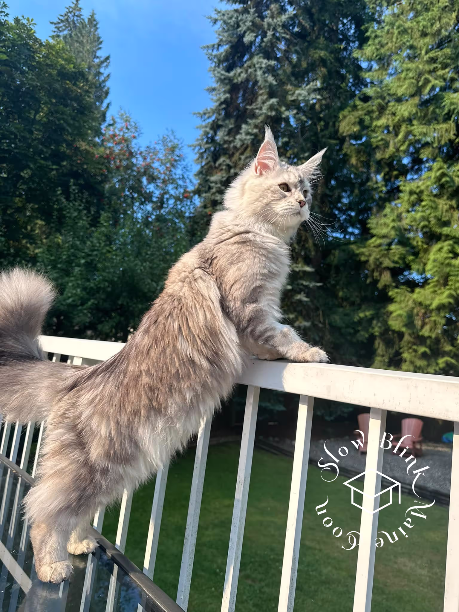 black silver tabby | maine coon klitten | female | ems code mco ns 22 | taken 2024 | age 5 months Customer Pictures of their Maine Coon Cats and Kittens who "Graduated" from SlowBlink MaineCoons > black silver tabby | maine coon klitten | female | ems code mco ns 22 | taken 2024 | age 5 months | 09