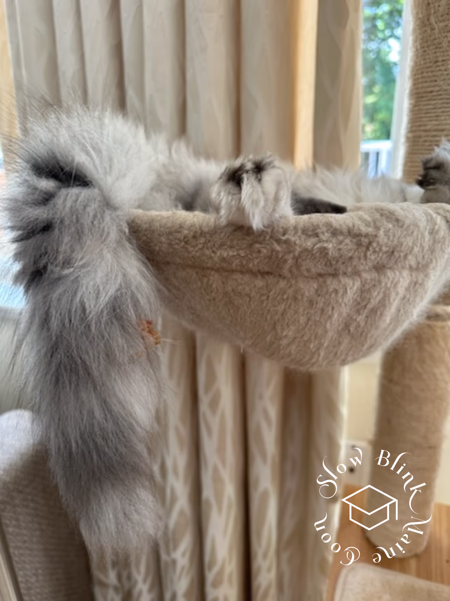 black silver tabby | maine coon klitten | female | ems code mco ns 22 | taken 2024 | age 5 months Customer Pictures of their Maine Coon Cats and Kittens who "Graduated" from SlowBlink MaineCoons > black silver tabby | maine coon klitten | female | ems code mco ns 22 | taken 2024 | age 5 months | 11