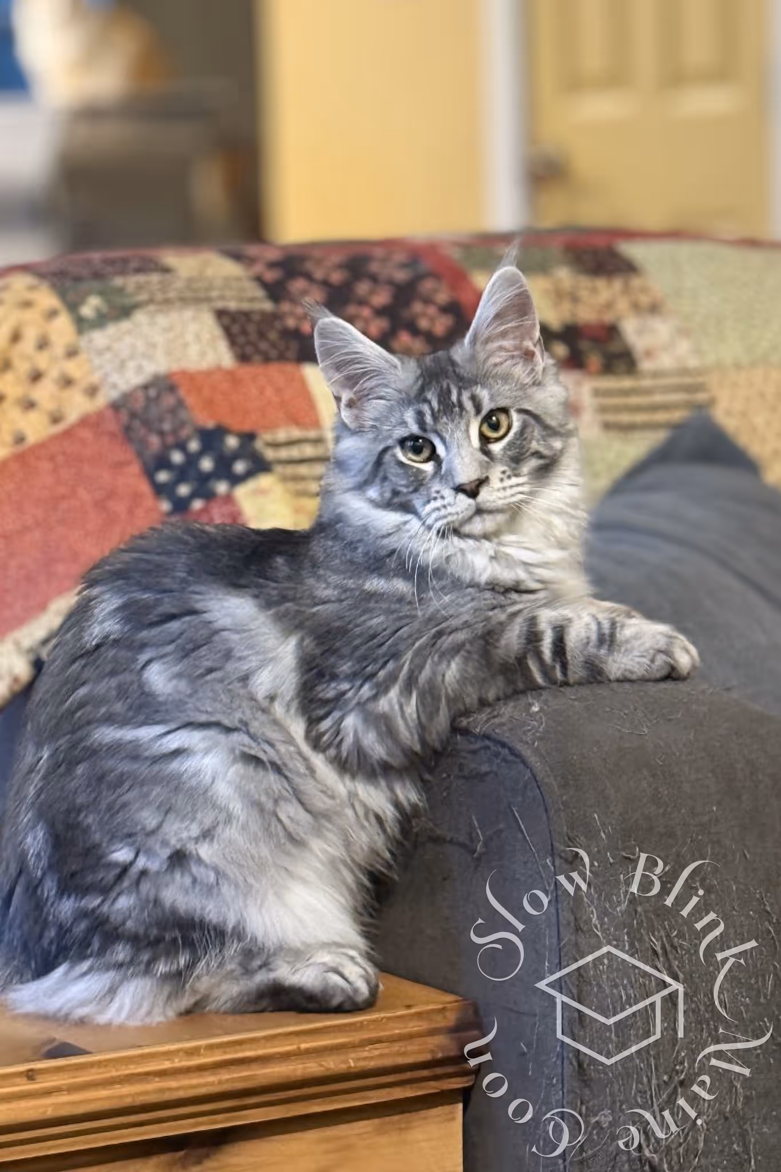 black silver tabby maine coon | ems code mco ns 22 | playing games | customer | taken mar 2025 | male Customer Pictures of their Maine Coon Cats and Kittens who "Graduated" from SlowBlink MaineCoons > black silver tabby maine coon | ems code mco ns 22 | playing games | customer | taken mar 2025 | male | idx 1