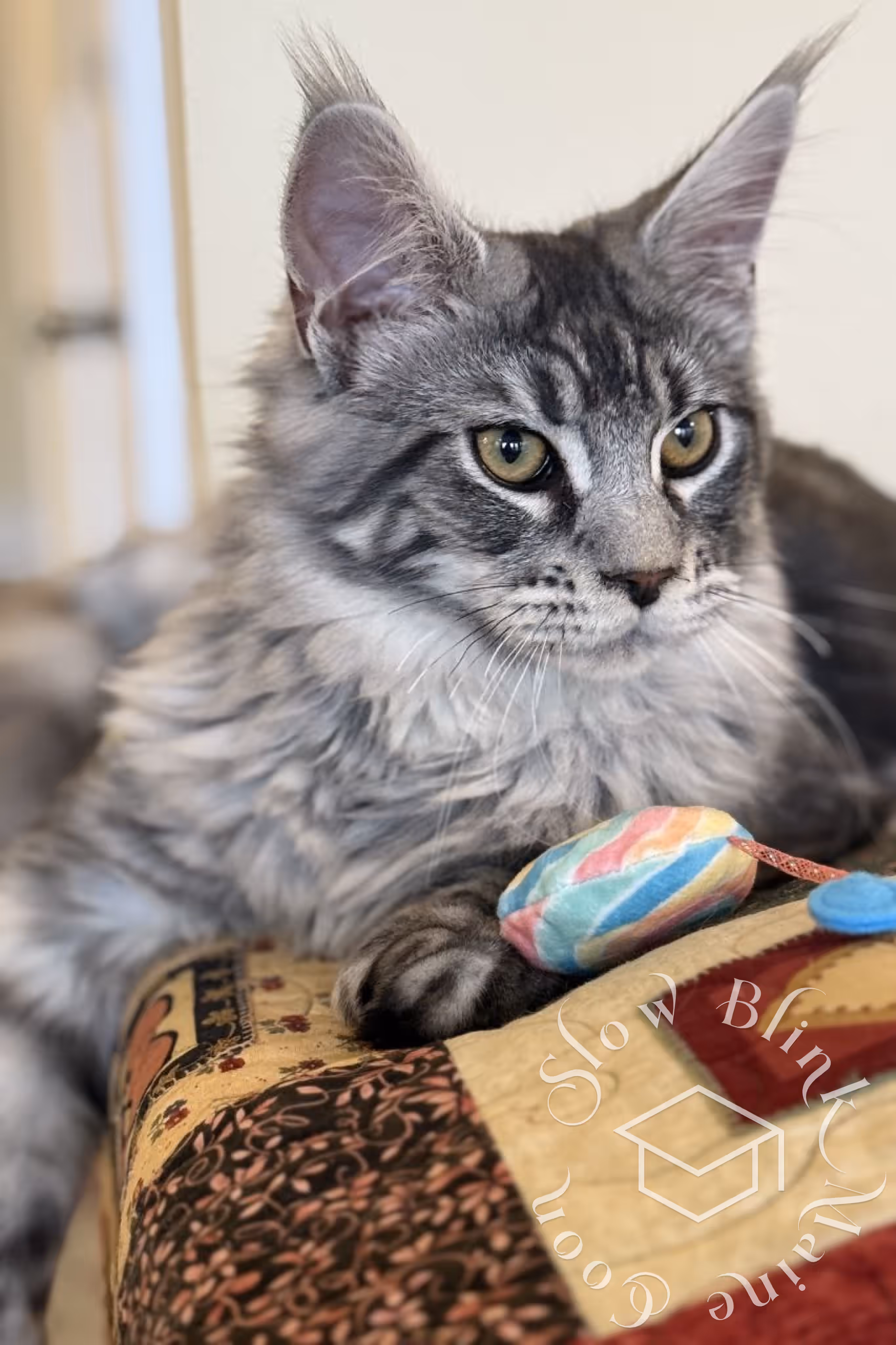 black silver tabby maine coon | ems code mco ns 22 | playing games | customer | taken mar 2025 | male Customer Pictures of their Maine Coon Cats and Kittens who "Graduated" from SlowBlink MaineCoons > black silver tabby maine coon | ems code mco ns 22 | playing games | customer | taken mar 2025 | male | idx 5