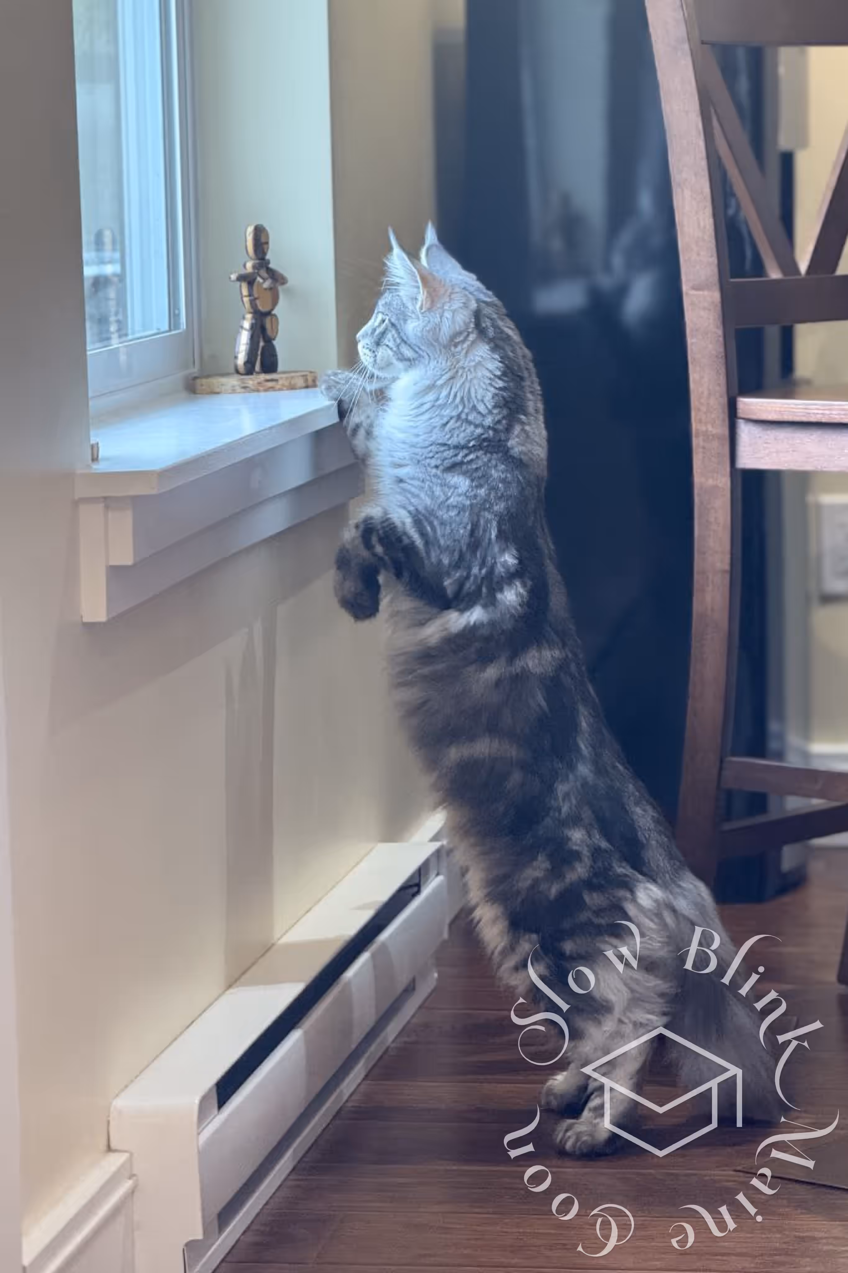 black silver tabby maine coon | ems code mco ns 22 | playing games | customer | taken mar 2025 | male Customer Pictures of their Maine Coon Cats and Kittens who "Graduated" from SlowBlink MaineCoons > black silver tabby maine coon | ems code mco ns 22 | playing games | customer | taken mar 2025 | male | idx 6