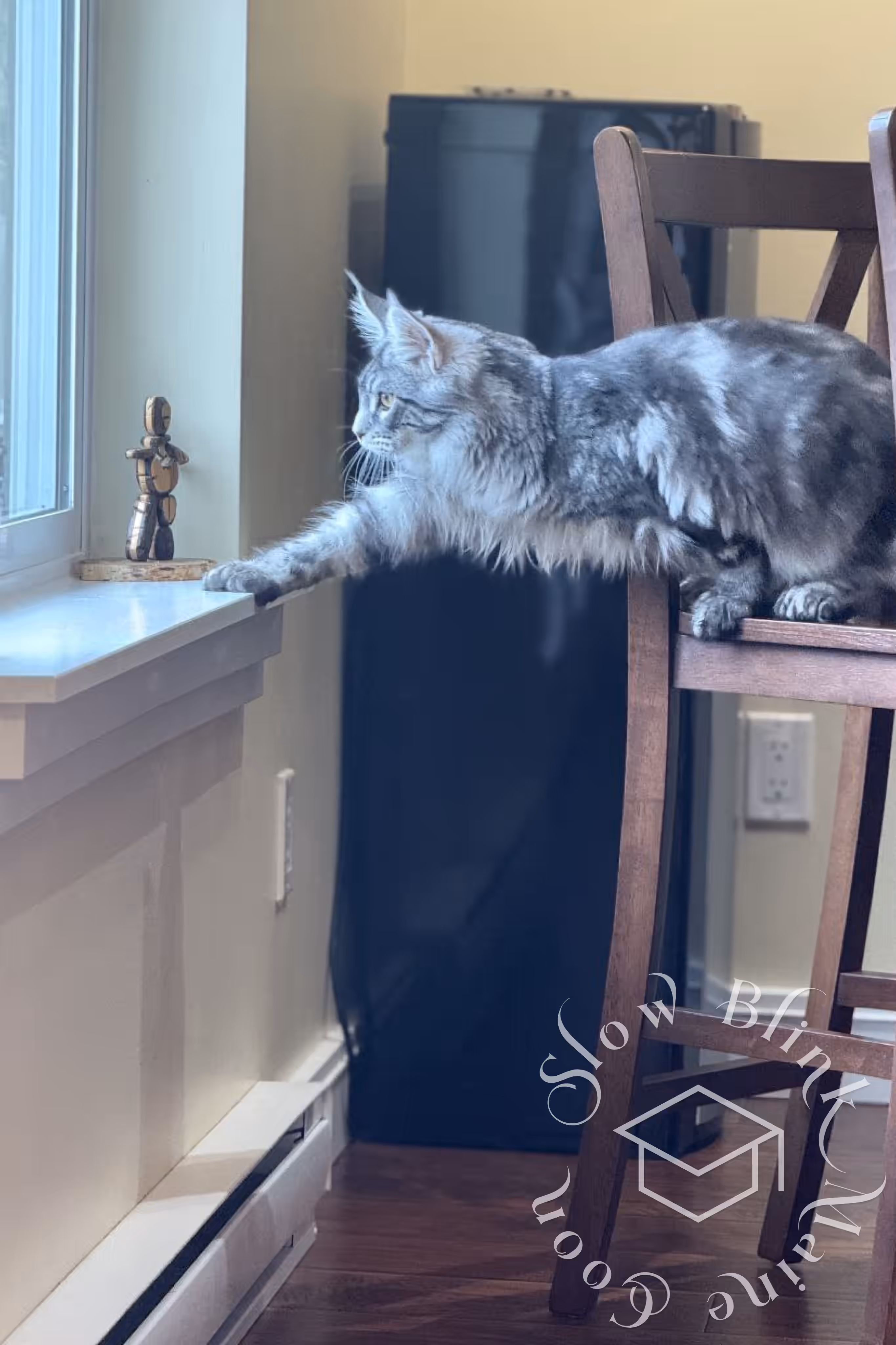black silver tabby maine coon | ems code mco ns 22 | playing games | customer | taken mar 2025 | male Customer Pictures of their Maine Coon Cats and Kittens who "Graduated" from SlowBlink MaineCoons > black silver tabby maine coon | ems code mco ns 22 | playing games | customer | taken mar 2025 | male | idx 7