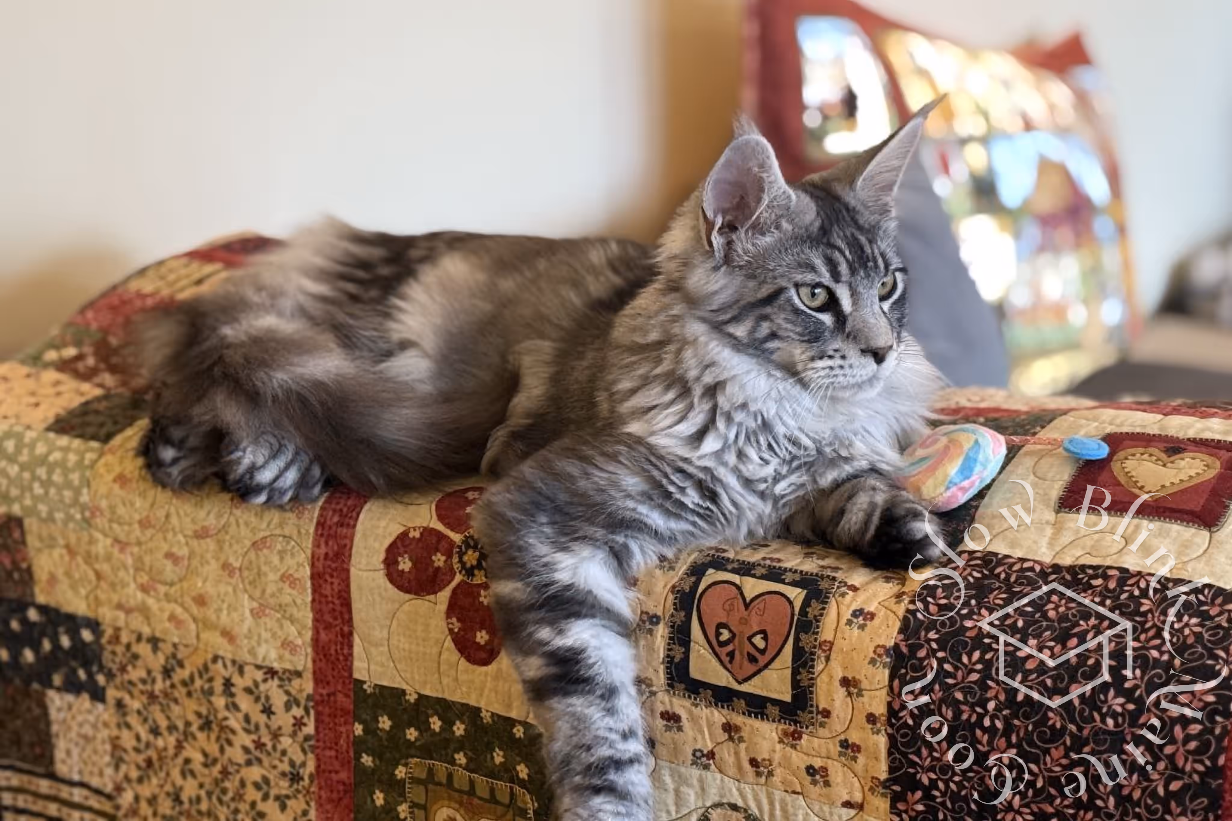 black silver tabby maine coon | ems code mco ns 22 | playing games | customer | taken mar 2025 | wide | male Customer Pictures of their Maine Coon Cats and Kittens who "Graduated" from SlowBlink MaineCoons > black silver tabby maine coon | ems code mco ns 22 | playing games | customer | taken mar 2025 | wide | male | idx 3