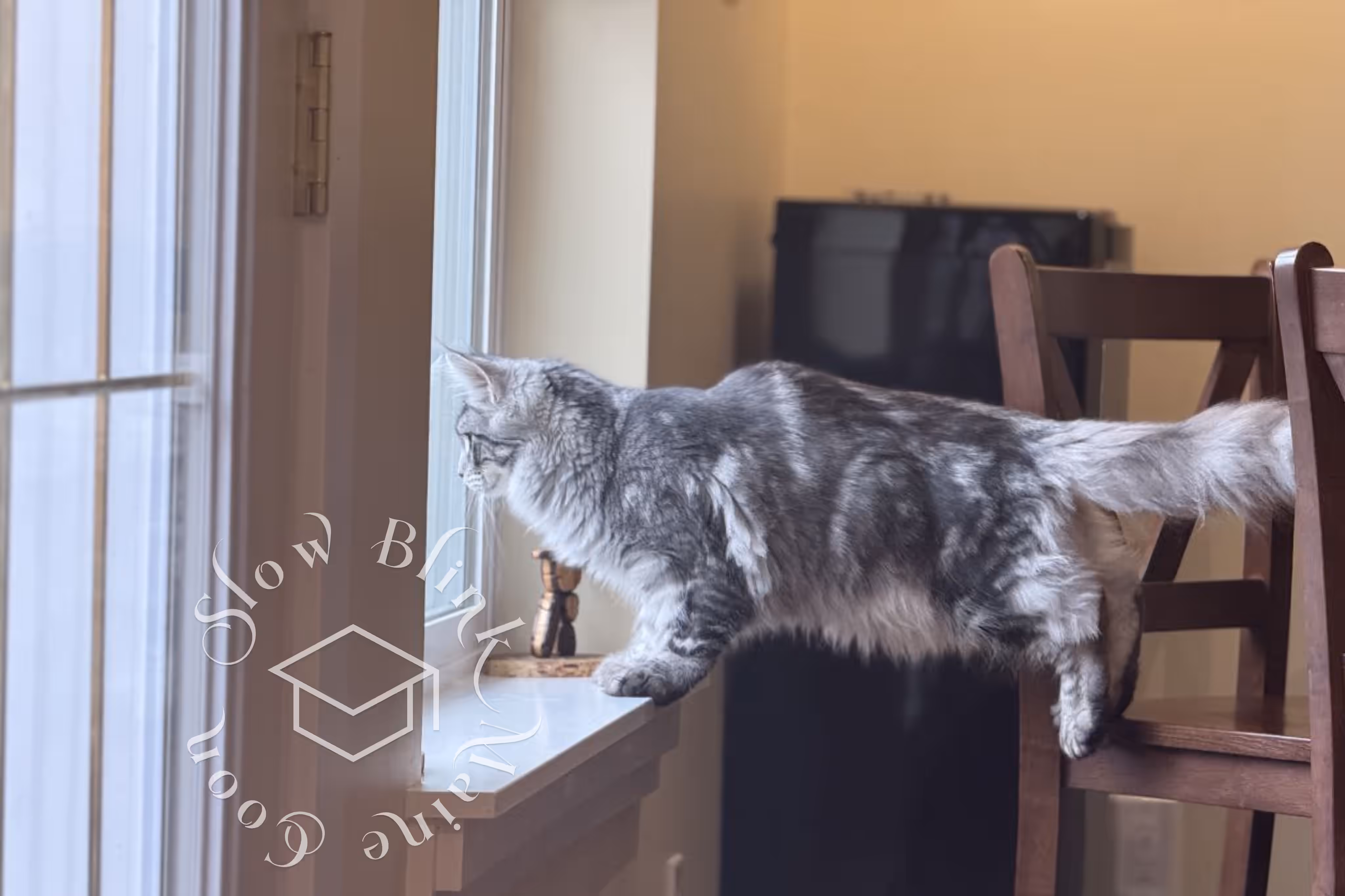 black silver tabby maine coon | ems code mco ns 22 | playing games | customer | taken mar 2025 | wide | male Customer Pictures of their Maine Coon Cats and Kittens who "Graduated" from SlowBlink MaineCoons > black silver tabby maine coon | ems code mco ns 22 | playing games | customer | taken mar 2025 | wide | male | idx 8