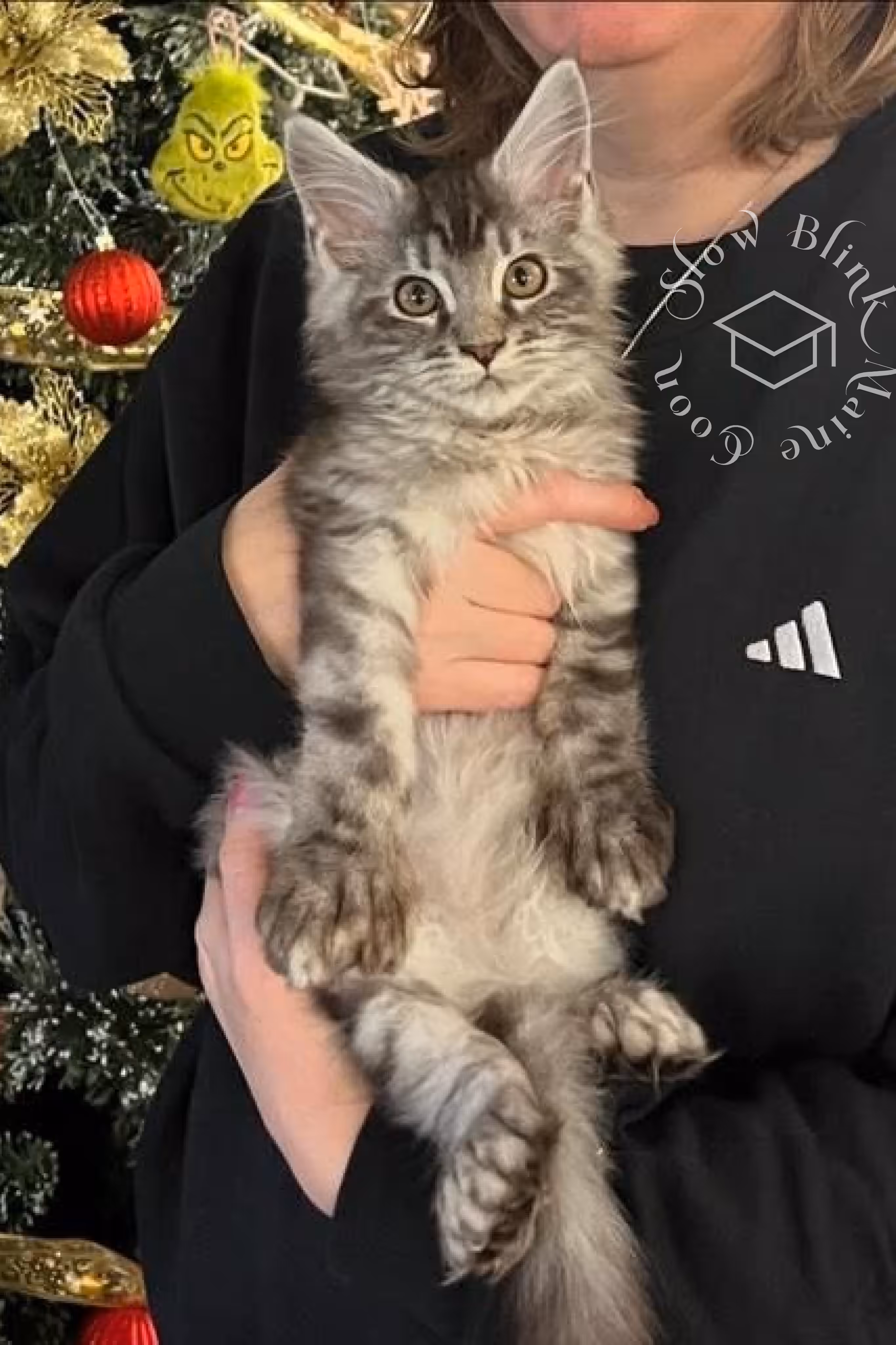 black silver tabby maine coon | ems code mcp ns 22 | description cuddling christmas | customer | taken mar 2025 | male | poly Customer Pictures of their Maine Coon Cats and Kittens who "Graduated" from SlowBlink MaineCoons > black silver tabby maine coon | ems code mcp ns 22 | description cuddling christmas | customer | taken mar 2025 | male | poly | idx 1