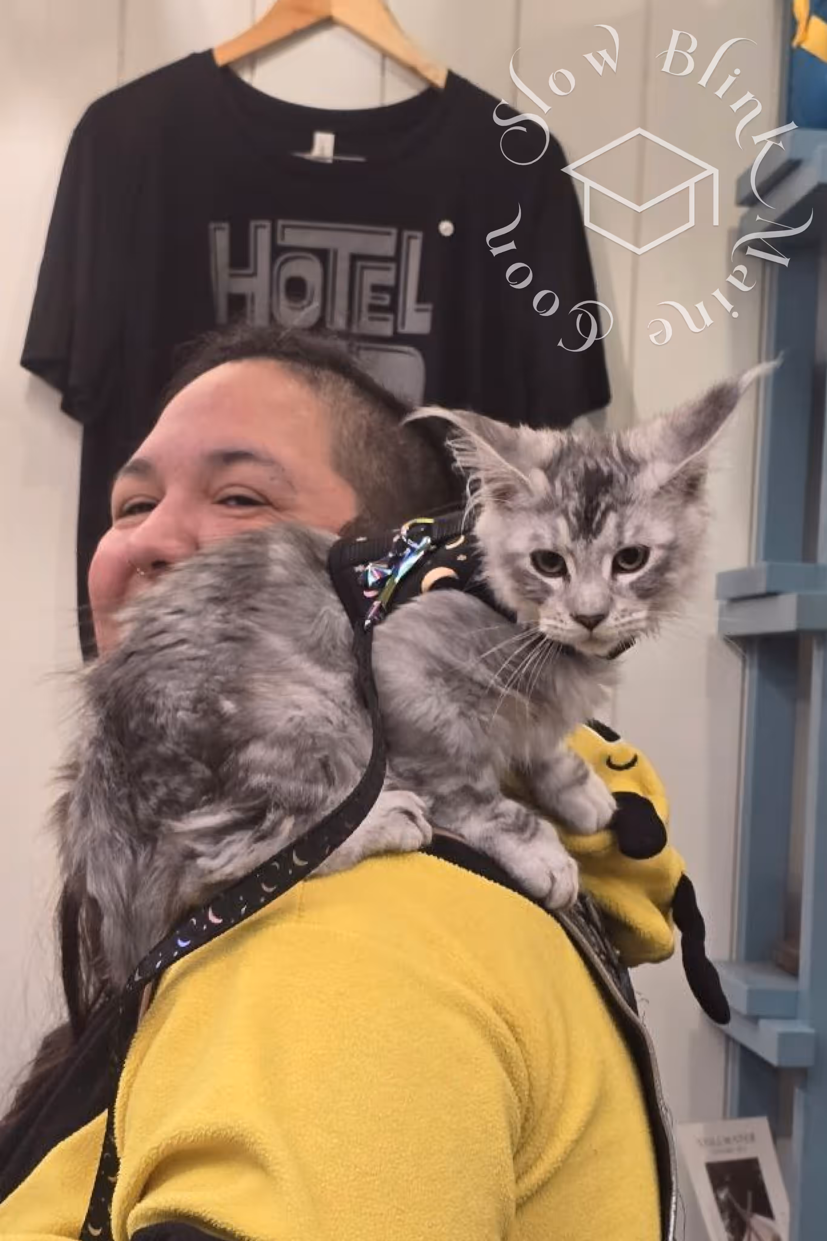 black silver tabby maine coon | ems code mcp ns 22 | description leash walk | customer | taken mar 2025 | male | poly Customer Pictures of their Maine Coon Cats and Kittens who "Graduated" from SlowBlink MaineCoons > black silver tabby maine coon | ems code mcp ns 22 | description leash walk | customer | taken mar 2025 | male | poly | idx 1