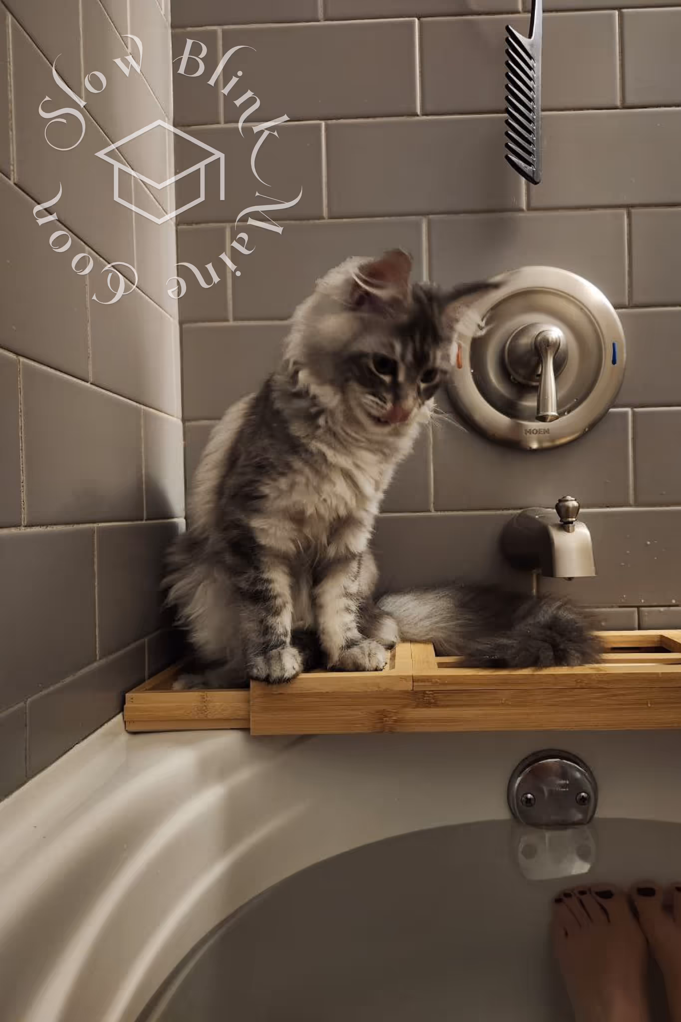 black silver tabby maine coon | ems code ns 22 | bath cuddling | customer | taken mar 2025 | male Customer Pictures of their Maine Coon Cats and Kittens who "Graduated" from SlowBlink MaineCoons > black silver tabby maine coon | ems code ns 22 | bath cuddling | customer | taken mar 2025 | male | idx 1