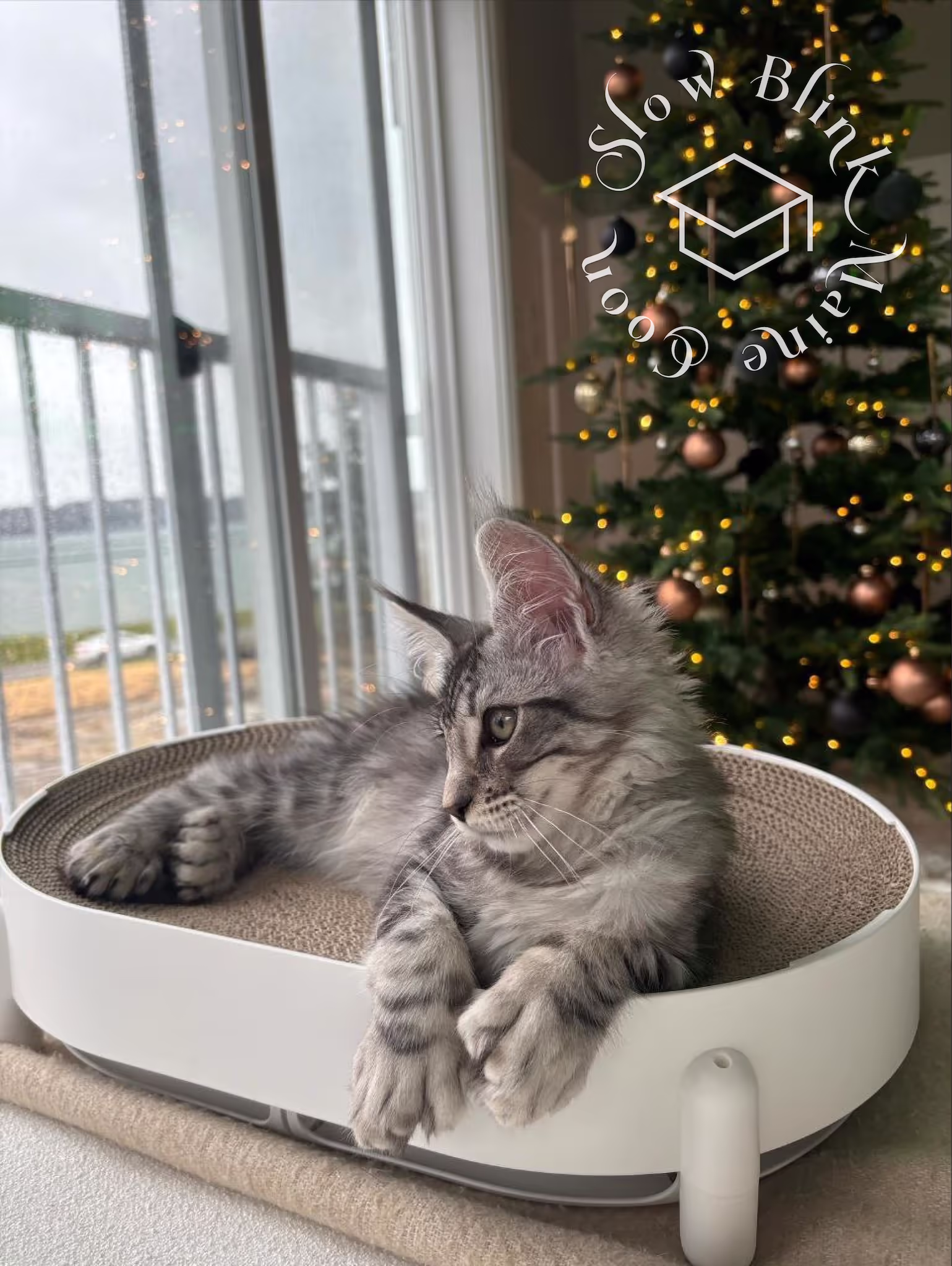 black silver tabby maine coon kitten | female | age 16 weeks | taken dec 2024 | ems code mcp ns 22 Customer Pictures of their Maine Coon Cats and Kittens who "Graduated" from SlowBlink MaineCoons > black silver tabby maine coon kitten | female | age 16 weeks | taken dec 2024 | ems code mcp ns 22 | idx 1