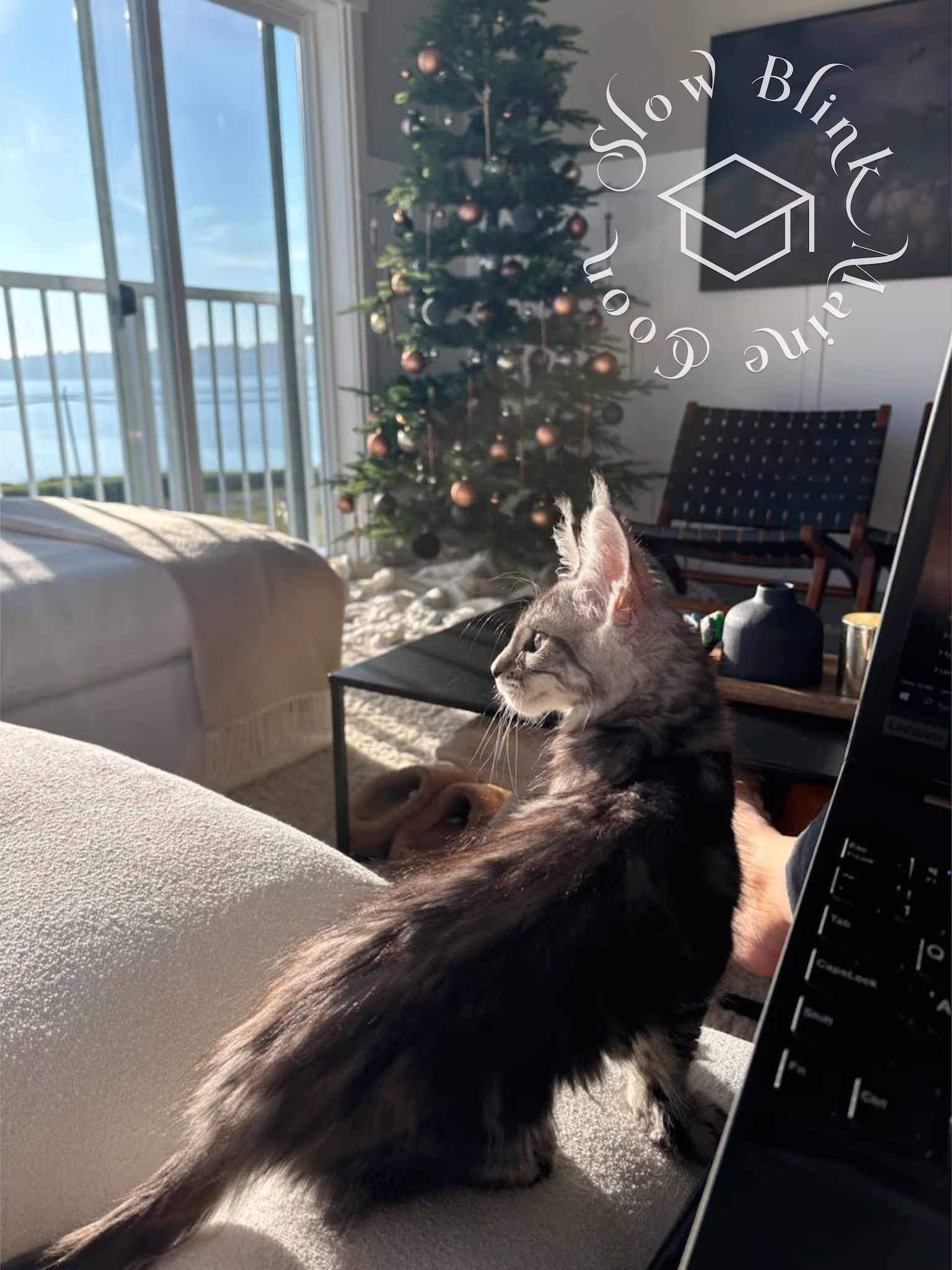 black silver tabby maine coon kitten | female | age 16 weeks | taken dec 2024 | ems code mcp ns 22 Customer Pictures of their Maine Coon Cats and Kittens who "Graduated" from SlowBlink MaineCoons > black silver tabby maine coon kitten | female | age 16 weeks | taken dec 2024 | ems code mcp ns 22 | idx 2