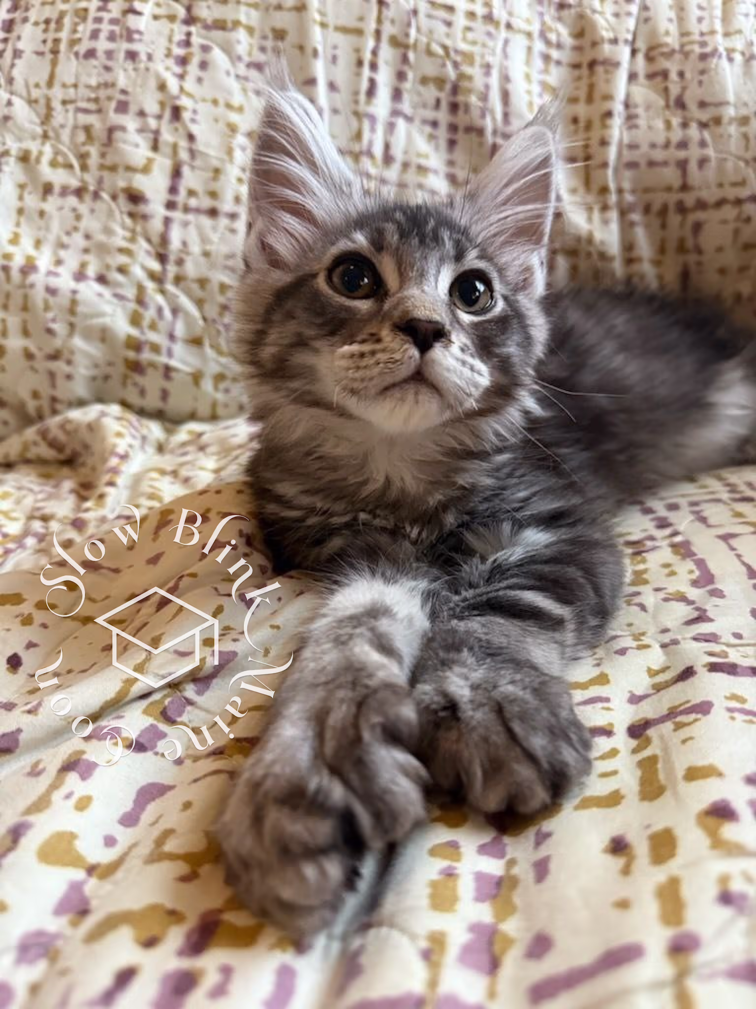 black silver tabby maine coon kitten | male | age 16 weeks | taken dec 2024 | ems code mcp ns 22 Customer Pictures of their Maine Coon Cats and Kittens who "Graduated" from SlowBlink MaineCoons > black silver tabby maine coon kitten | male | age 16 weeks | taken dec 2024 | ems code mcp ns 22 | idx 1