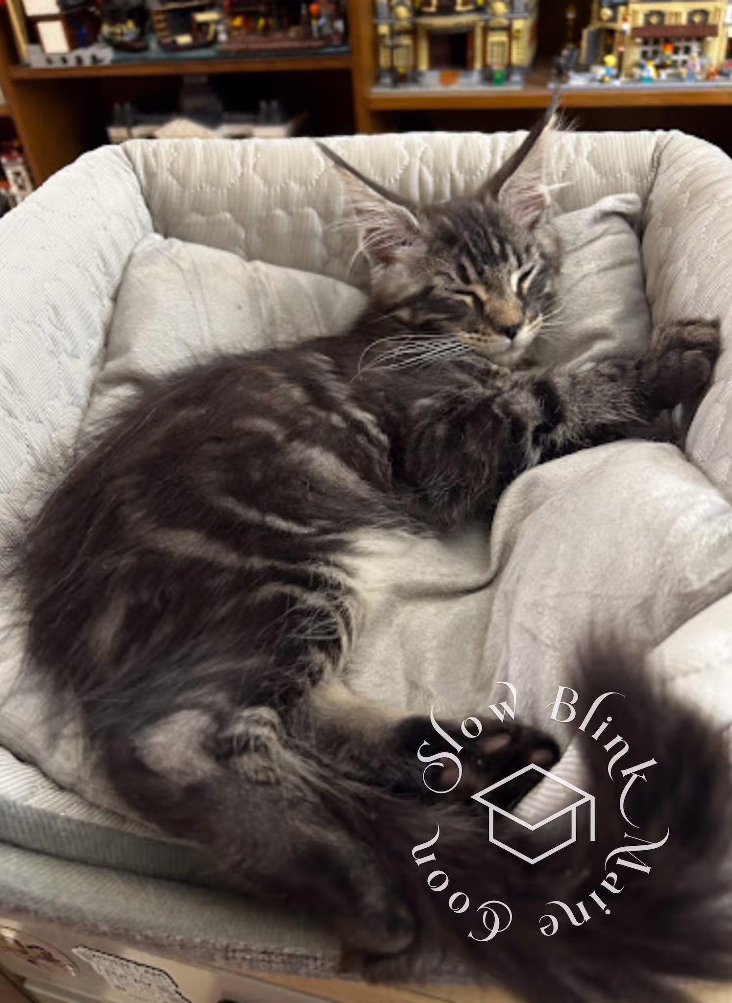 black silver tabby polydactyl maine coon kitten | ems code mcp ns 22 | taken nov 2024 | taken by improved imperfection Customer Pictures of their Maine Coon Cats and Kittens who "Graduated" from SlowBlink MaineCoons > black silver tabby polydactyl maine coon kitten | ems code mcp ns 22 | taken nov 2024 | taken by improved imperfection | sleeping