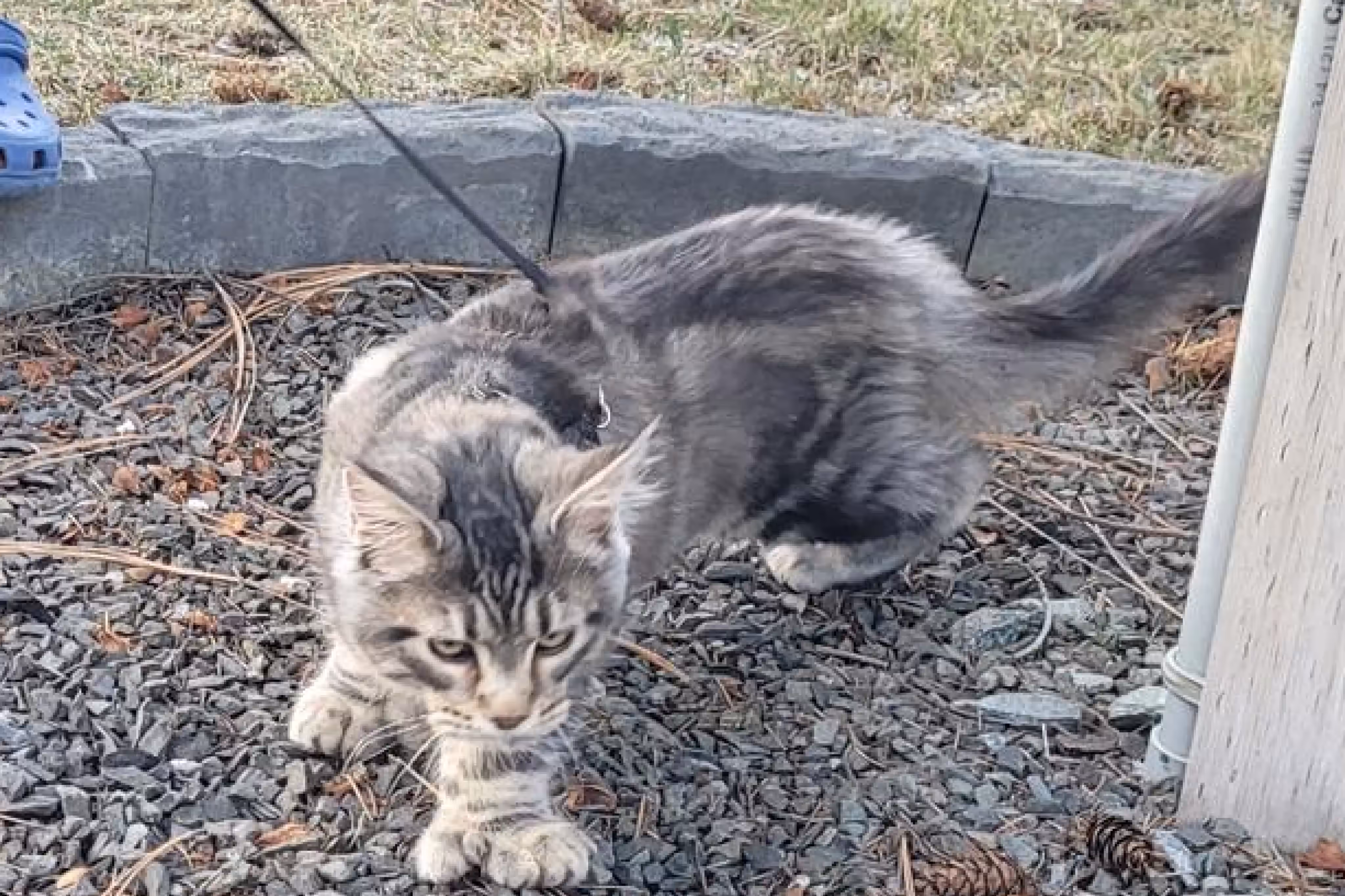 black silver tabby ticked maine coon | ems code mcp ns 25 | male | poly | taken mar 2025 | description leash walk | wide Customer Pictures of their Maine Coon Cats and Kittens who "Graduated" from SlowBlink MaineCoons > black silver tabby ticked maine coon | ems code mcp ns 25 | male | poly | taken mar 2025 | description leash walk | wide | idx 1