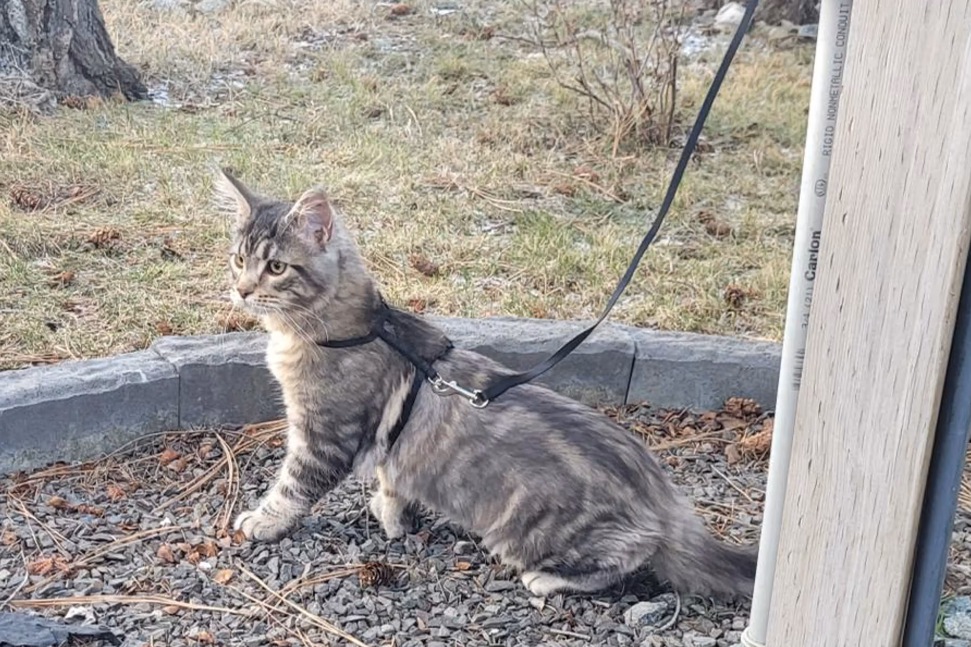 black silver tabby ticked maine coon | ems code mcp ns 25 | male | poly | taken mar 2025 | description leash walk | wide Customer Pictures of their Maine Coon Cats and Kittens who "Graduated" from SlowBlink MaineCoons > black silver tabby ticked maine coon | ems code mcp ns 25 | male | poly | taken mar 2025 | description leash walk | wide | idx 2