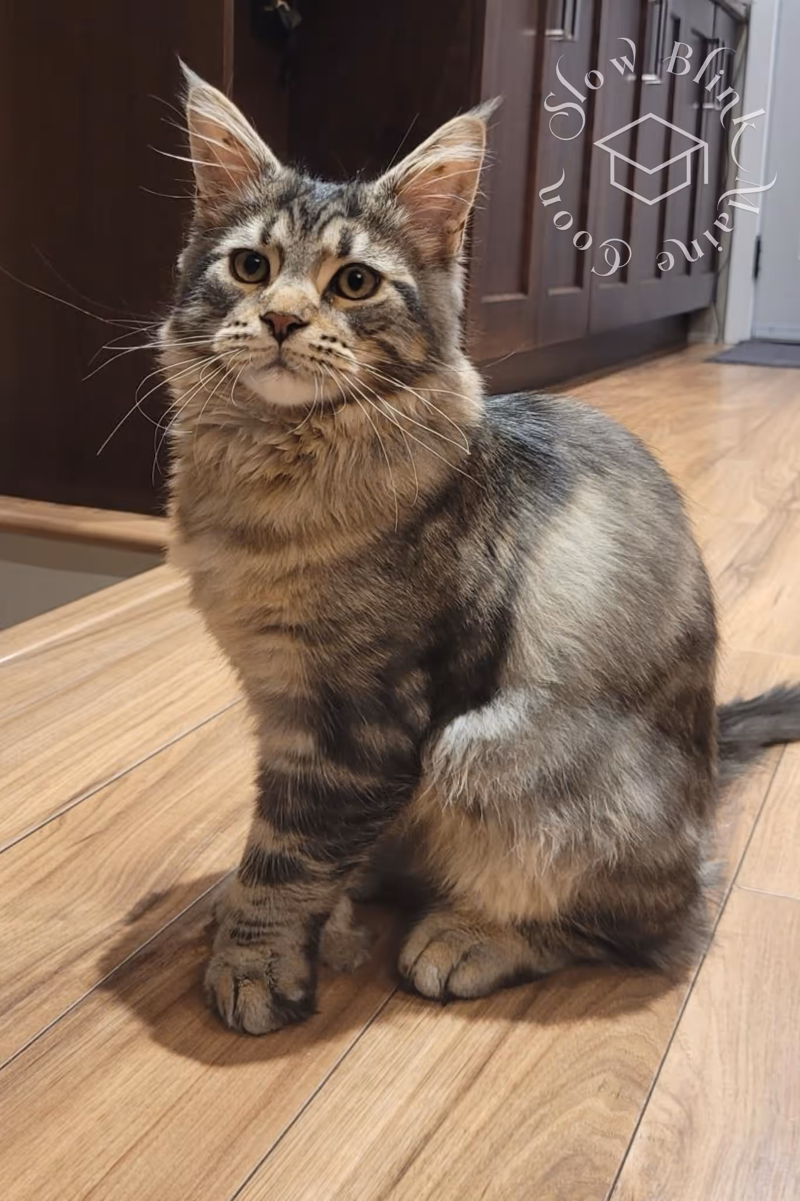 black silver tabby ticked maine coon | ems code mcp ns 25 | male | poly | taken mar 2025 Customer Pictures of their Maine Coon Cats and Kittens who "Graduated" from SlowBlink MaineCoons > black silver tabby ticked maine coon | ems code mcp ns 25 | male | poly | taken mar 2025 | idx 1