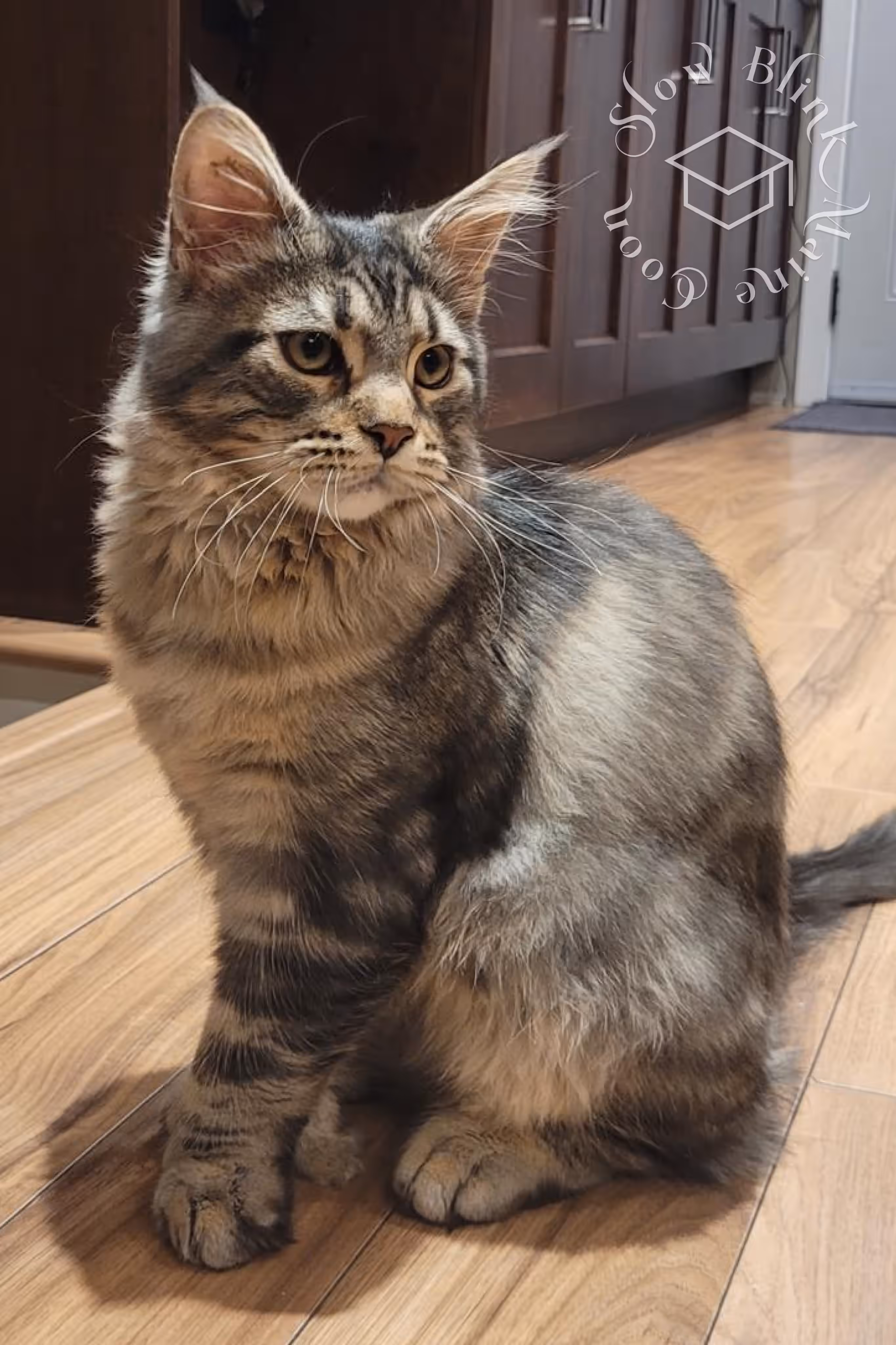 black silver tabby ticked maine coon | ems code mcp ns 25 | male | poly | taken mar 2025 Customer Pictures of their Maine Coon Cats and Kittens who "Graduated" from SlowBlink MaineCoons > black silver tabby ticked maine coon | ems code mcp ns 25 | male | poly | taken mar 2025 | idx 2
