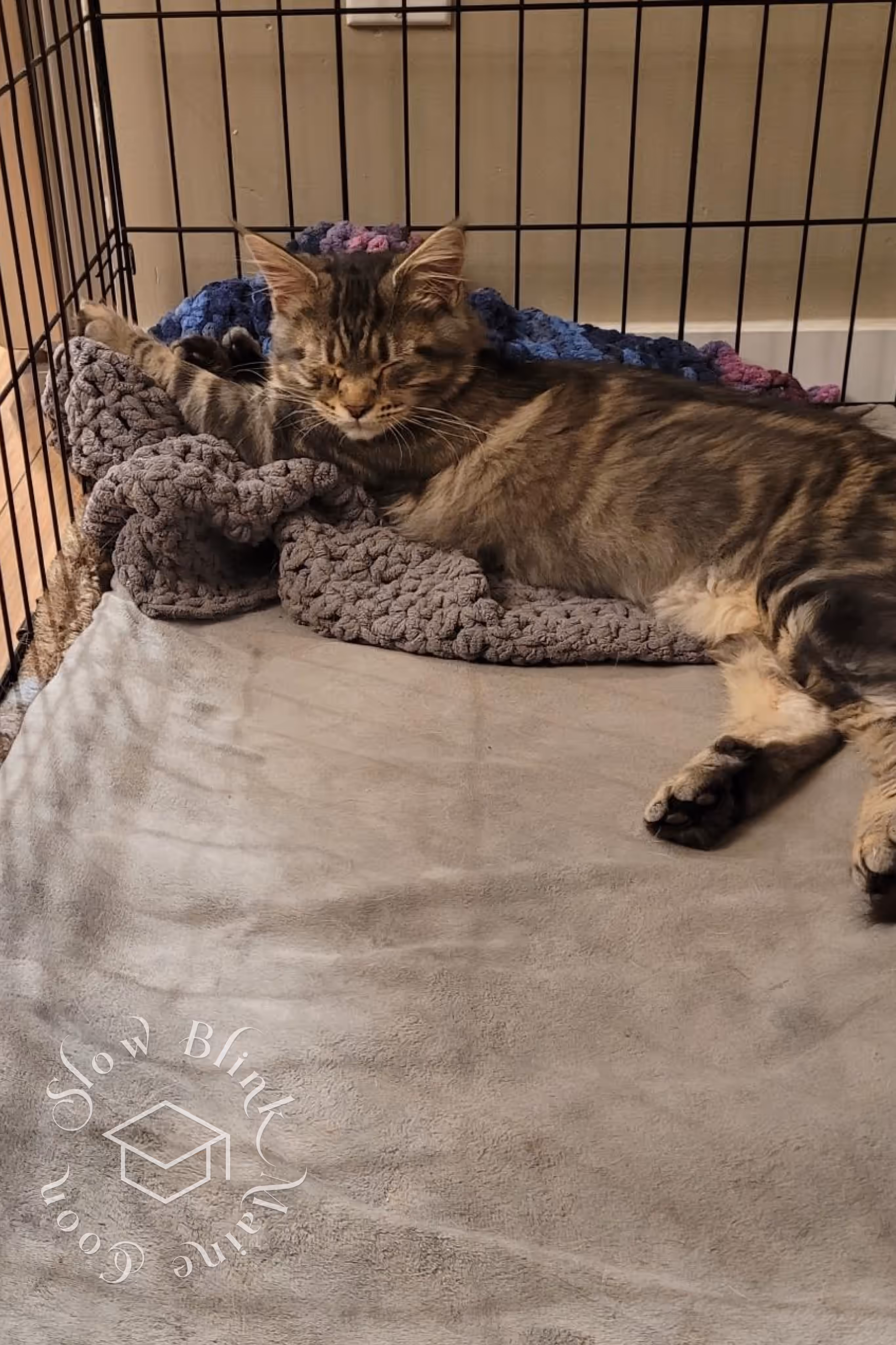 black silver tabby ticked maine coon | ems code mcp ns 25 | male | poly | taken mar 2025 Customer Pictures of their Maine Coon Cats and Kittens who "Graduated" from SlowBlink MaineCoons > black silver tabby ticked maine coon | ems code mcp ns 25 | male | poly | taken mar 2025 | idx 3