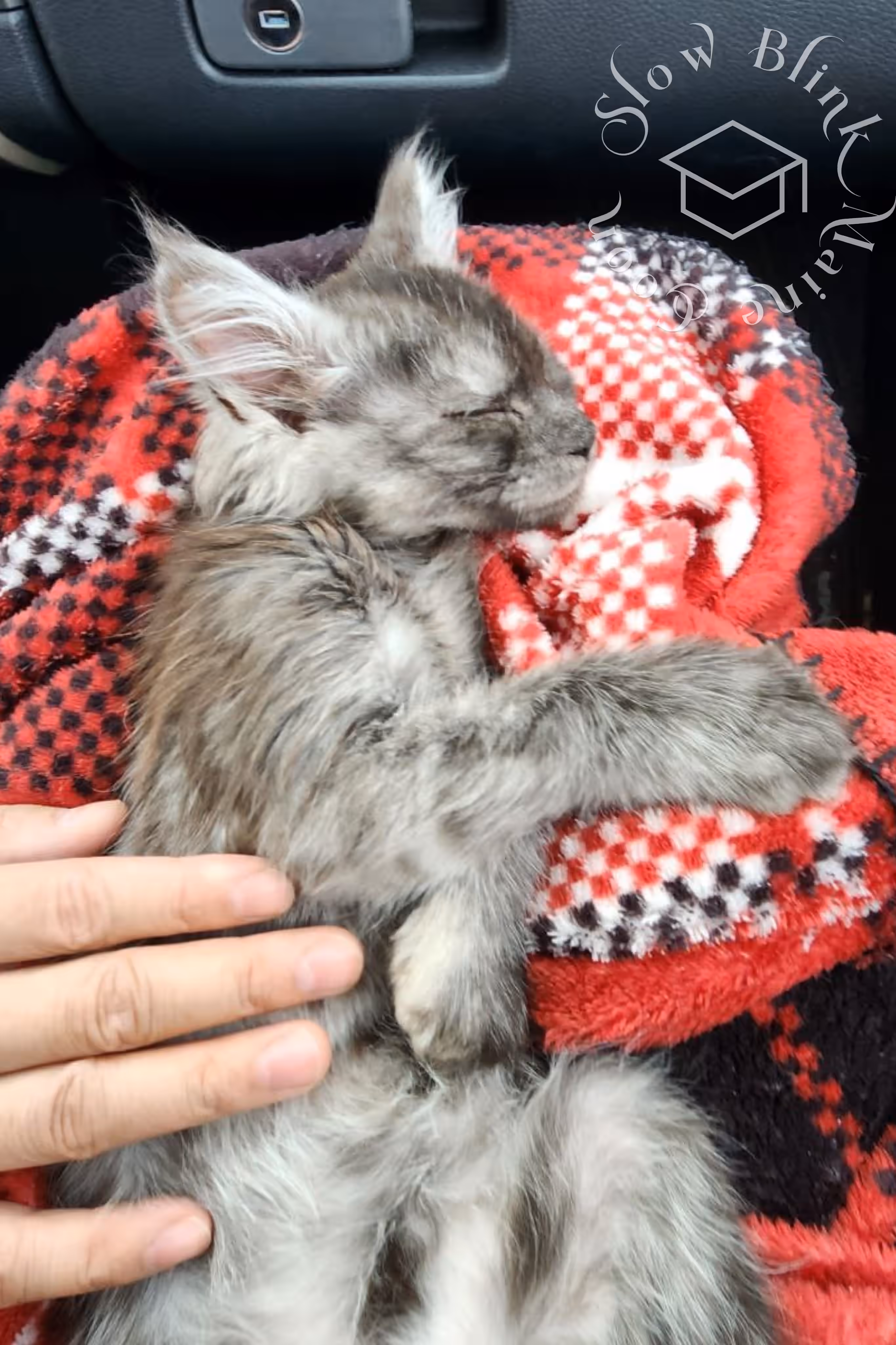 black smoke maine coon kitten | ems code mcp ns | female | description vehicle drive ride cuddling sleeping | taken mar 2025 Customer Pictures of their Maine Coon Cats and Kittens who "Graduated" from SlowBlink MaineCoons > black smoke maine coon kitten | ems code mcp ns | female | description vehicle drive ride cuddling sleeping | taken mar 2025 | idx 1