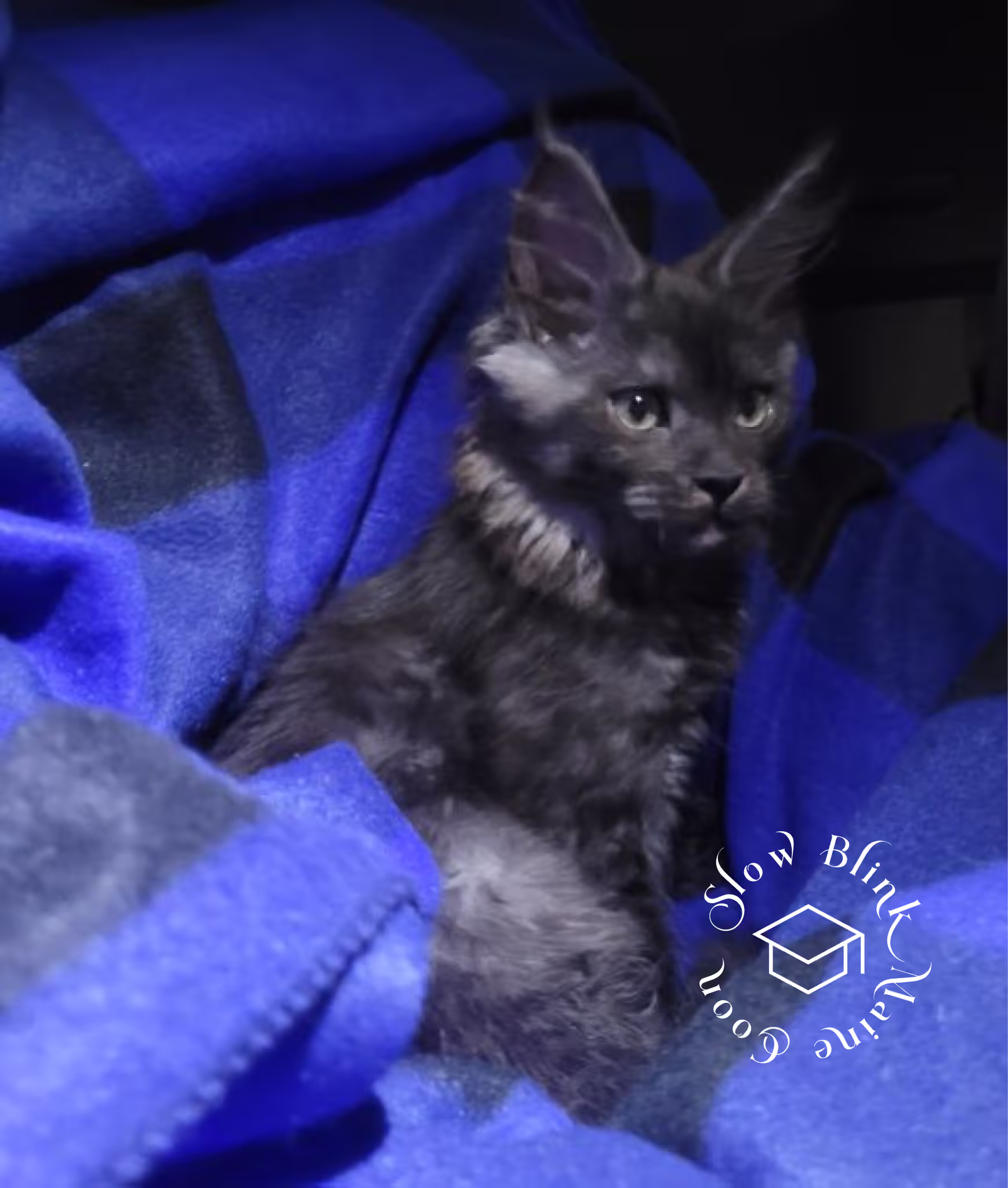 black smoke maine coon kitten | female | ems code mco ns | taken 2024 | age 5 months old Customer Pictures of their Maine Coon Cats and Kittens who "Graduated" from SlowBlink MaineCoons > black smoke maine coon kitten | female | ems code mco ns | taken 2024 | age 5 months old | idx01