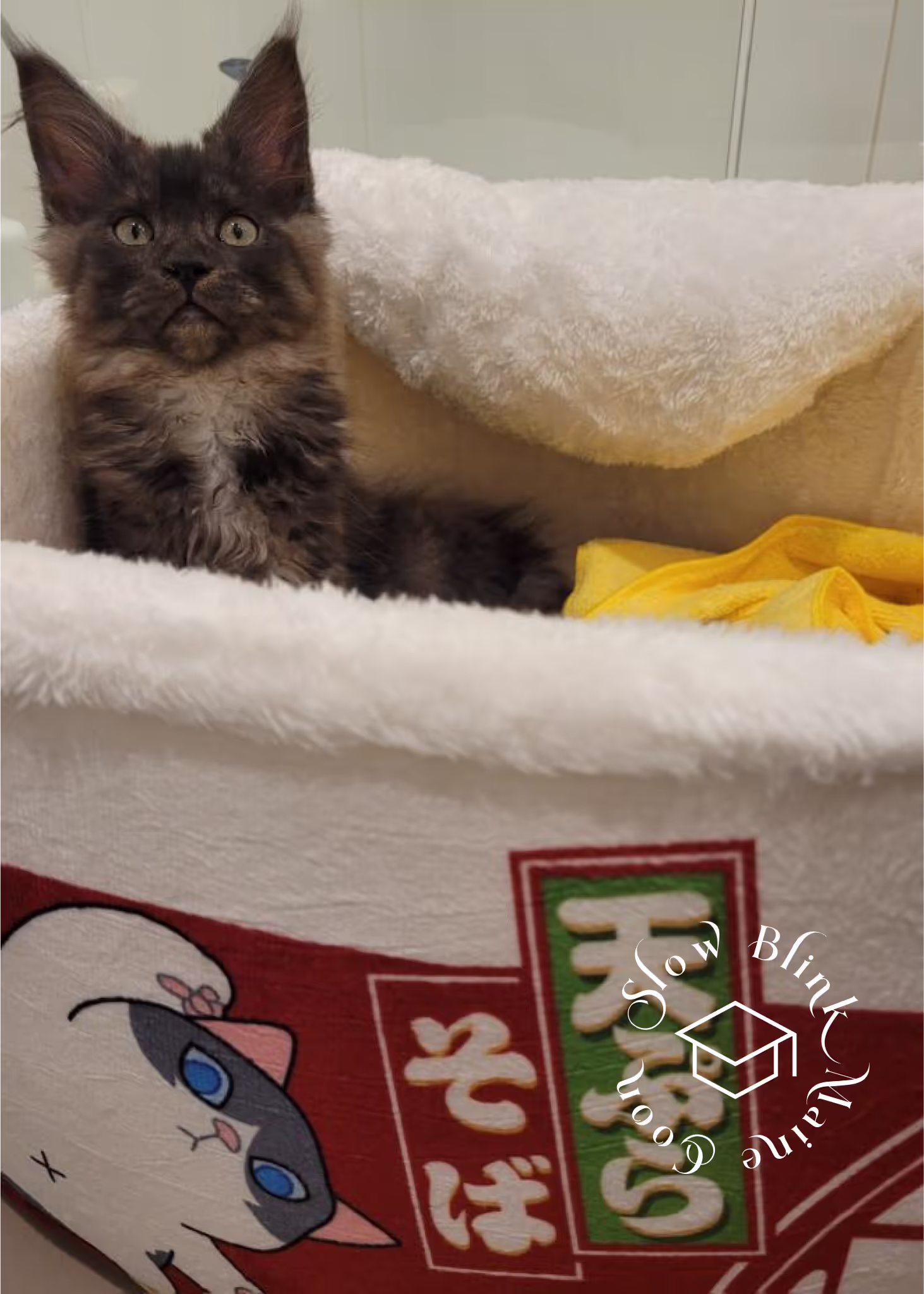 black smoke maine coon kitten | female | ems code mco ns | taken 2024 | age 5 months old Customer Pictures of their Maine Coon Cats and Kittens who "Graduated" from SlowBlink MaineCoons > black smoke maine coon kitten | female | ems code mco ns | taken 2024 | age 5 months old | idx02