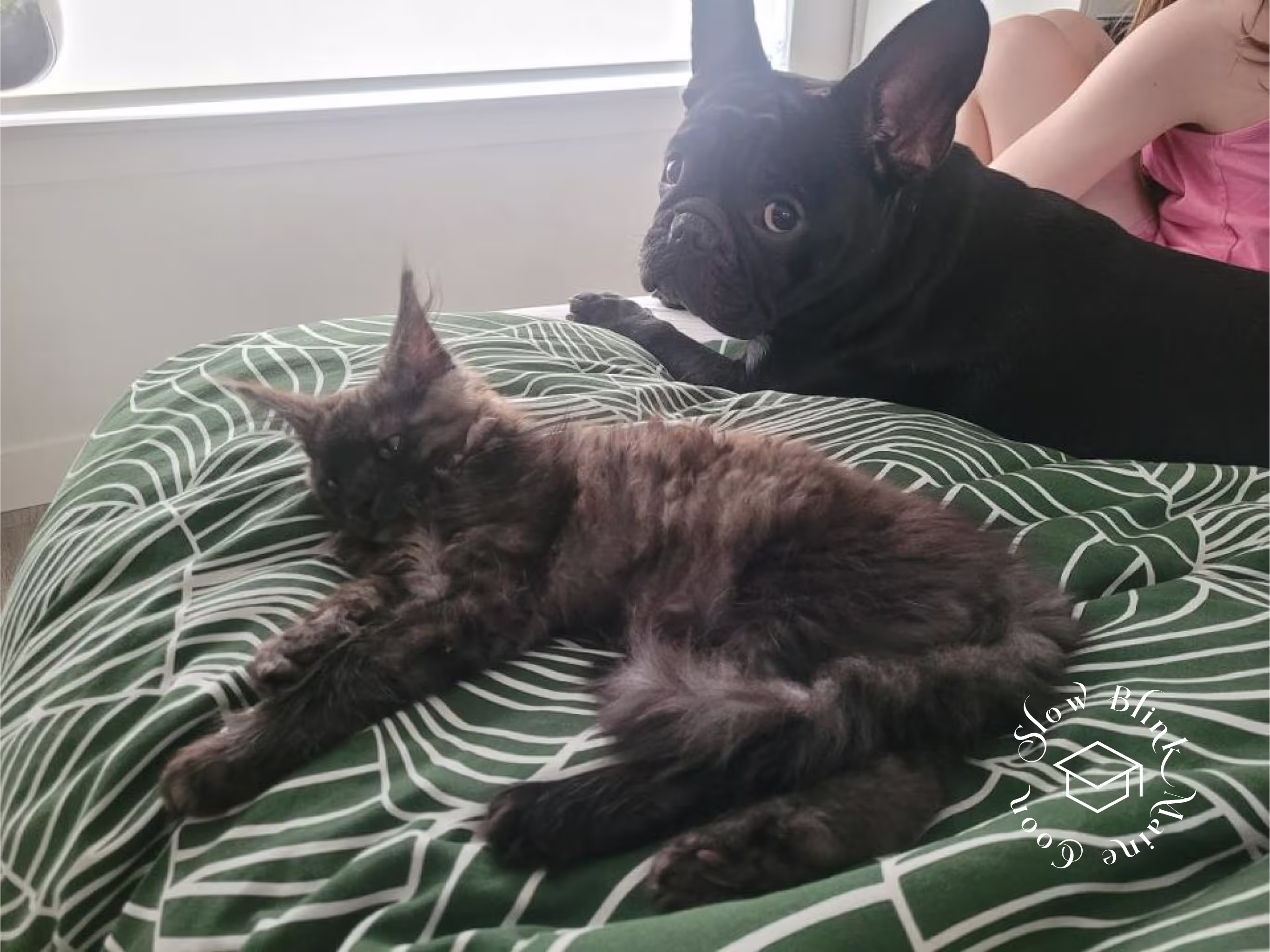 black smoke maine coon kitten | female | ems code mco ns | taken 2024 | age 5 months old Customer Pictures of their Maine Coon Cats and Kittens who "Graduated" from SlowBlink MaineCoons > black smoke maine coon kitten | female | ems code mco ns | taken 2024 | age 5 months old | idx03