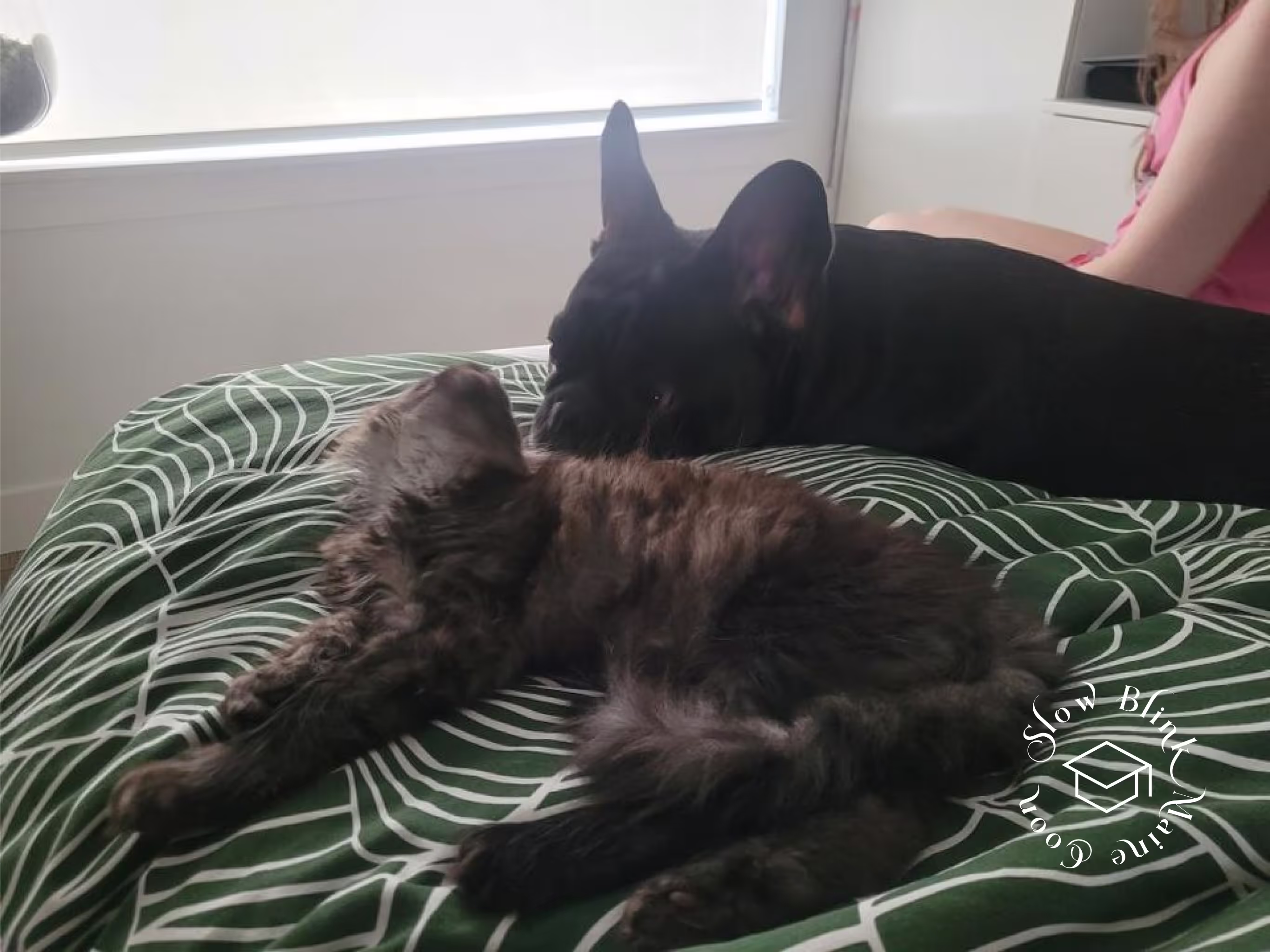 black smoke maine coon kitten | female | ems code mco ns | taken 2024 | age 5 months old Customer Pictures of their Maine Coon Cats and Kittens who "Graduated" from SlowBlink MaineCoons > black smoke maine coon kitten | female | ems code mco ns | taken 2024 | age 5 months old | idx04