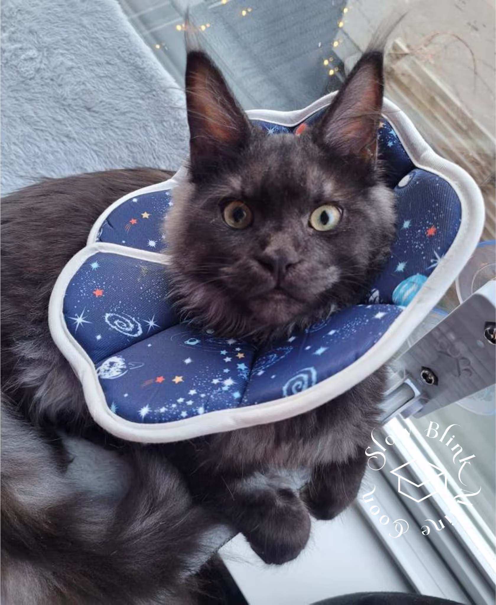 black smoke maine coon kitten | female | ems code mco ns | taken 2024 | age 5 months old Customer Pictures of their Maine Coon Cats and Kittens who "Graduated" from SlowBlink MaineCoons > black smoke maine coon kitten | female | ems code mco ns | taken 2024 | age 5 months old | idx05