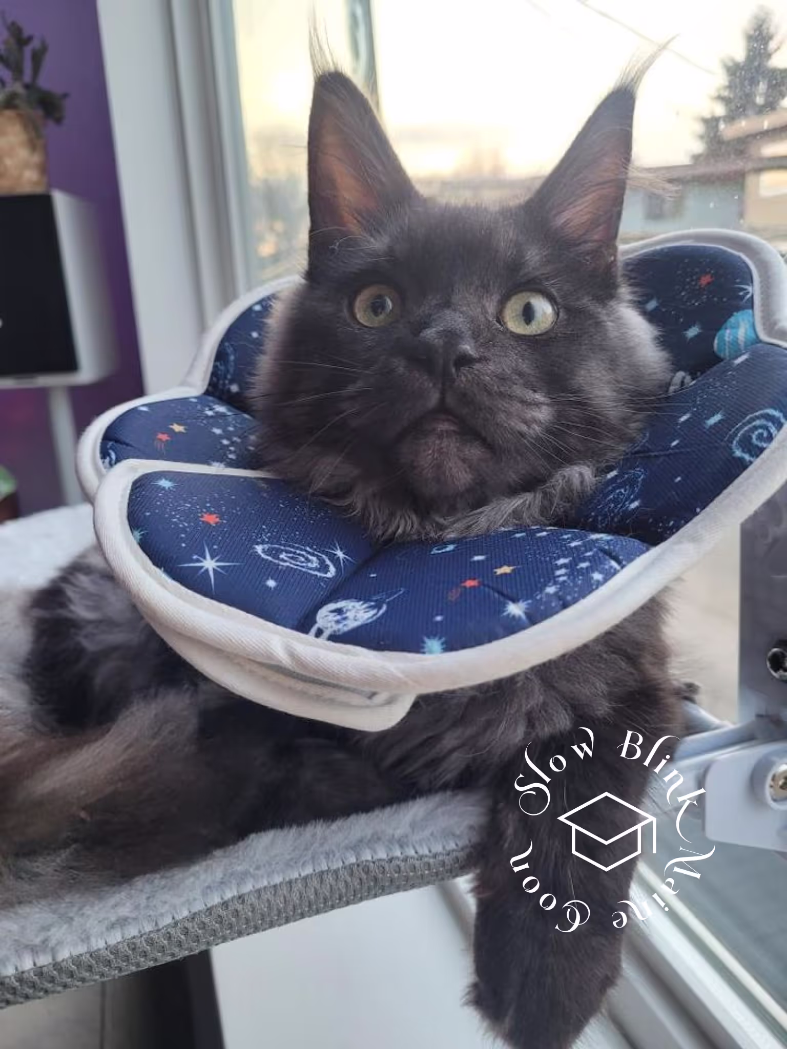 black smoke maine coon kitten | female | ems code mco ns | taken 2024 | age 5 months old Customer Pictures of their Maine Coon Cats and Kittens who "Graduated" from SlowBlink MaineCoons > black smoke maine coon kitten | female | ems code mco ns | taken 2024 | age 5 months old | idx06