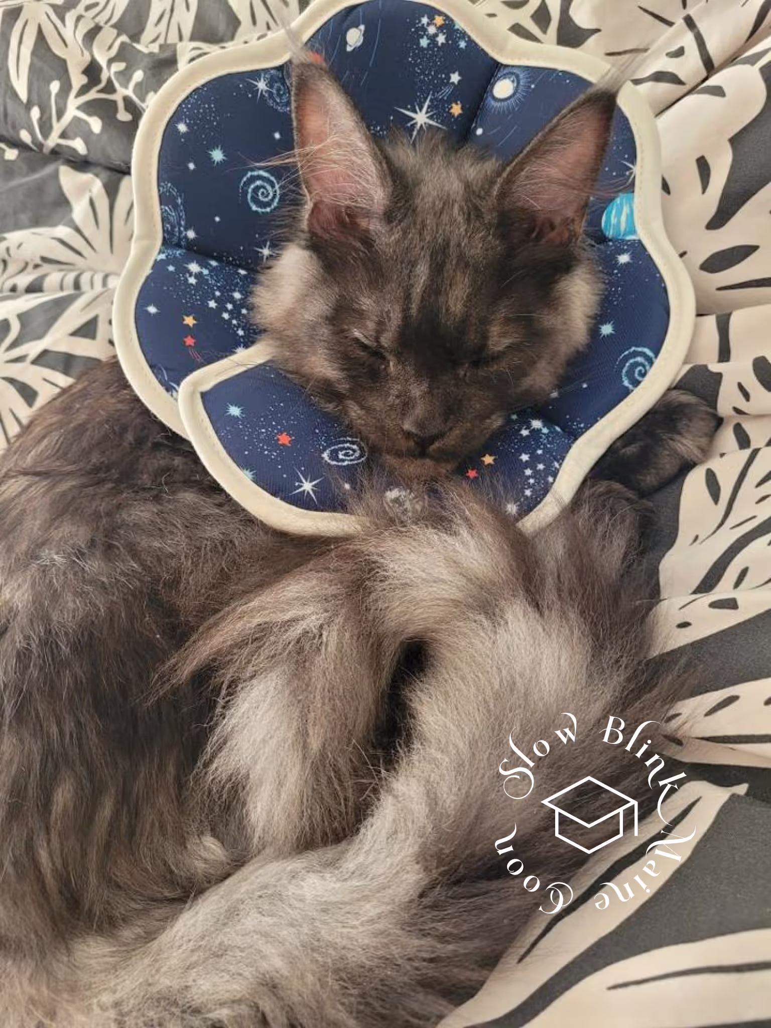 black smoke maine coon kitten | female | ems code mco ns | taken 2024 | age 5 months old Customer Pictures of their Maine Coon Cats and Kittens who "Graduated" from SlowBlink MaineCoons > black smoke maine coon kitten | female | ems code mco ns | taken 2024 | age 5 months old | idx07