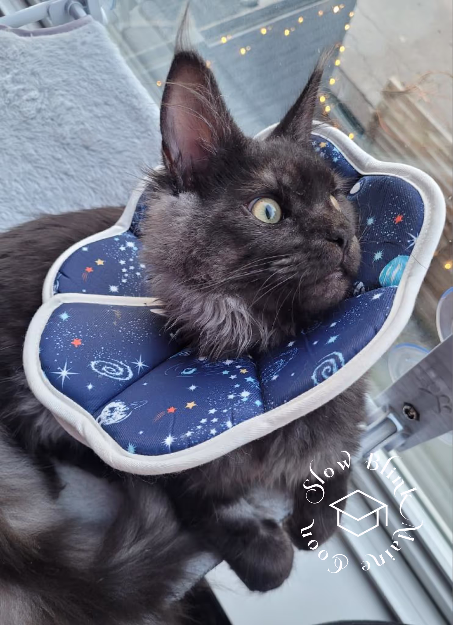 black smoke maine coon kitten | female | ems code mco ns | taken 2024 | age 5 months old Customer Pictures of their Maine Coon Cats and Kittens who "Graduated" from SlowBlink MaineCoons > black smoke maine coon kitten | female | ems code mco ns | taken 2024 | age 5 months old | idx08