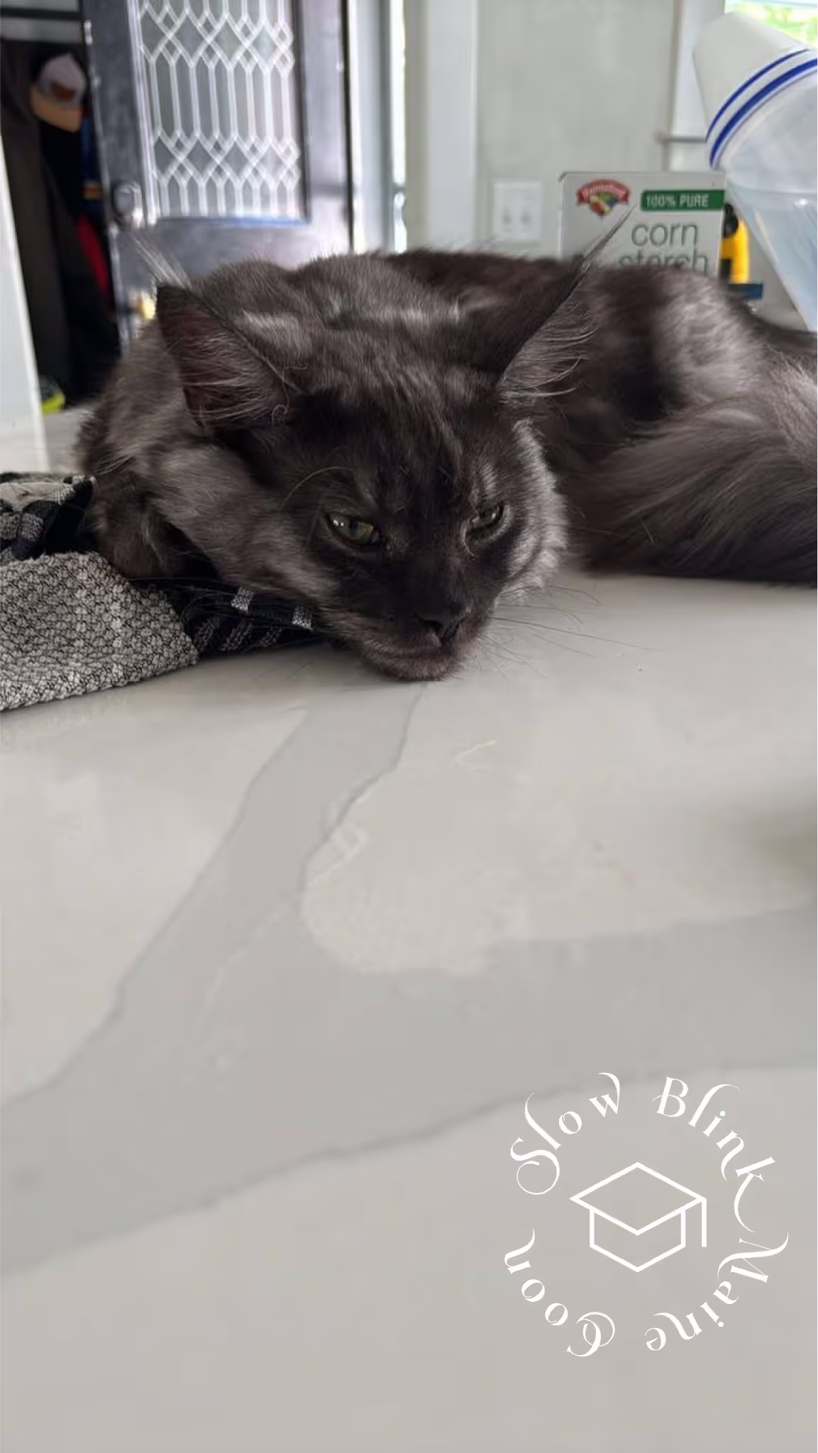 black smoke maine coon kitten | female | ems code mco ns | taken 2024 | age 5 months old Customer Pictures of their Maine Coon Cats and Kittens who "Graduated" from SlowBlink MaineCoons > black smoke maine coon kitten | female | ems code mco ns | taken 2024 | age 5 months old | idx10