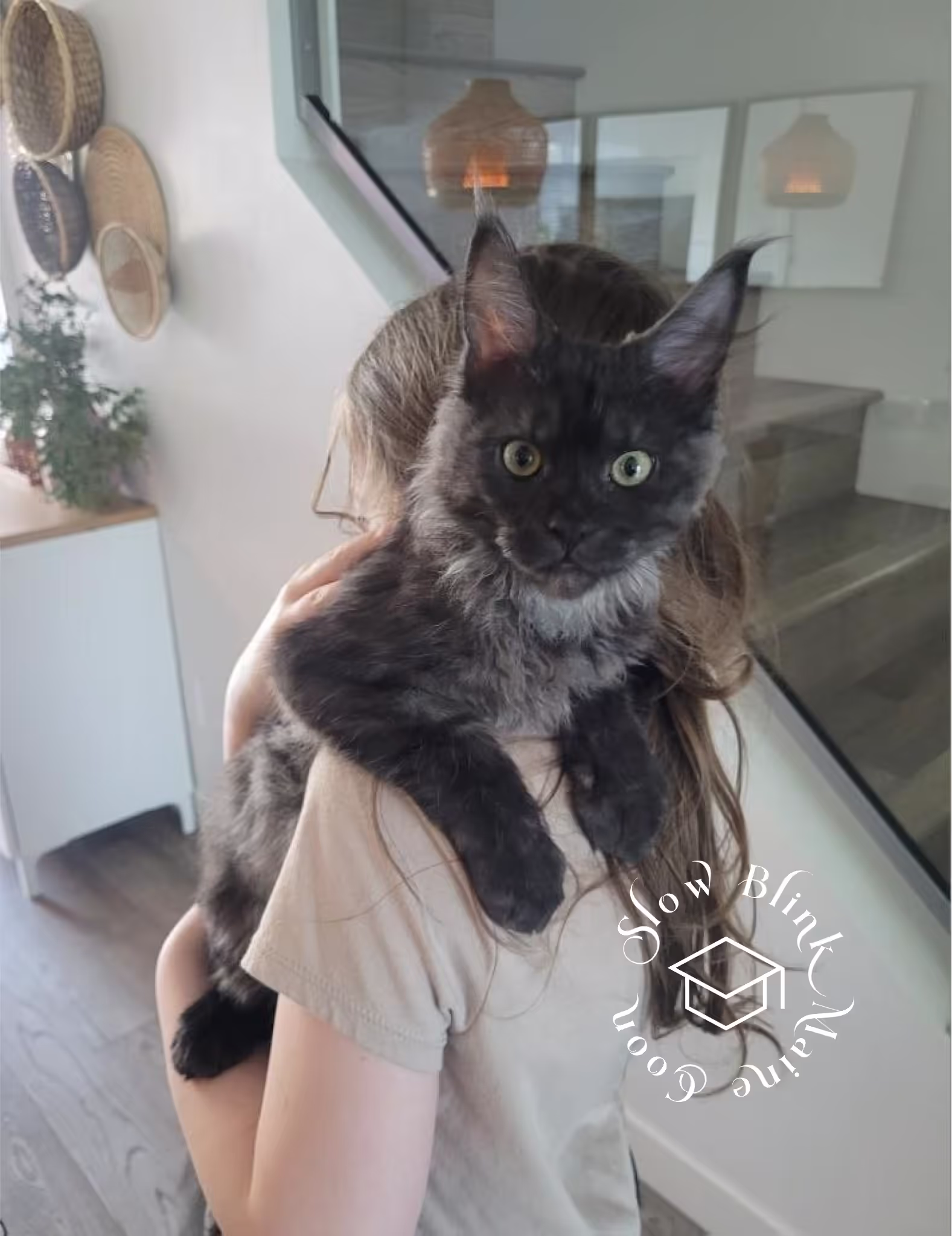 black smoke maine coon kitten | female | ems code mco ns | taken 2024 | age 5 months old Customer Pictures of their Maine Coon Cats and Kittens who "Graduated" from SlowBlink MaineCoons > black smoke maine coon kitten | female | ems code mco ns | taken 2024 | age 5 months old | idx11