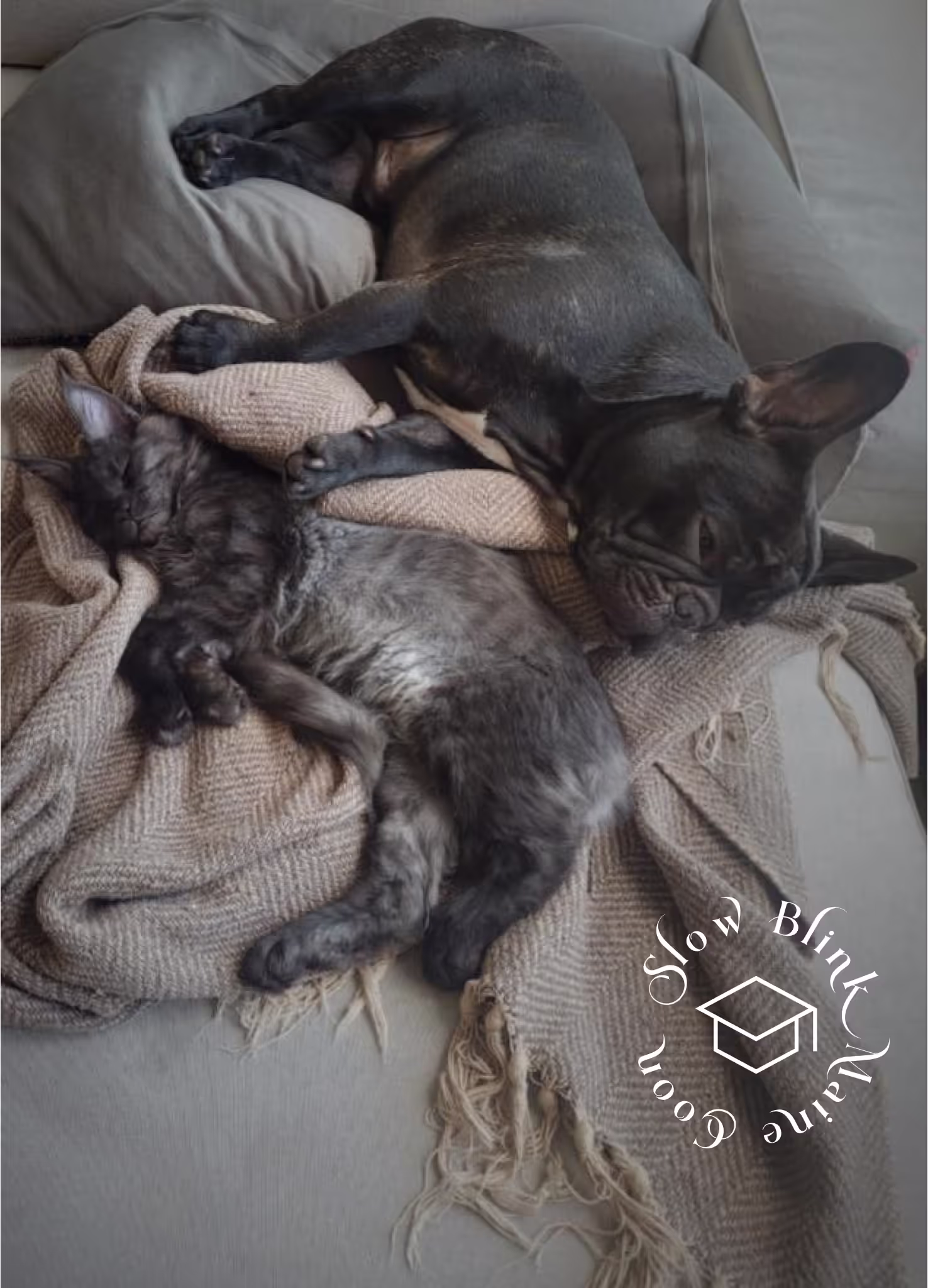 black smoke maine coon kitten | female | ems code mco ns | taken 2024 | age 5 months old Customer Pictures of their Maine Coon Cats and Kittens who "Graduated" from SlowBlink MaineCoons > black smoke maine coon kitten | female | ems code mco ns | taken 2024 | age 5 months old | idx12